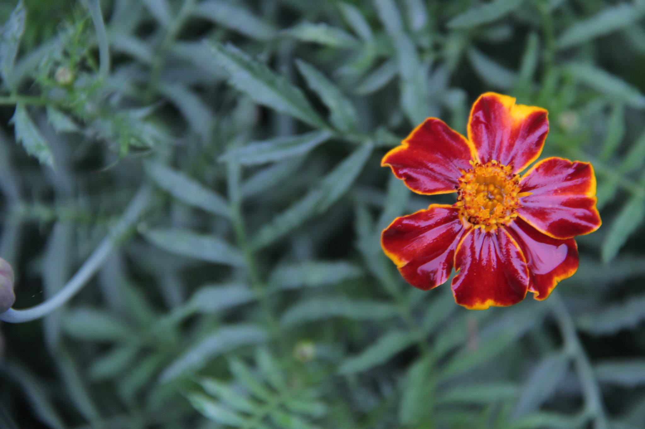 Canon EF-S 18-200mm F3.5-5.6 IS sample photo. 고향의꽃은  언제보아도 예쁘다````` photography