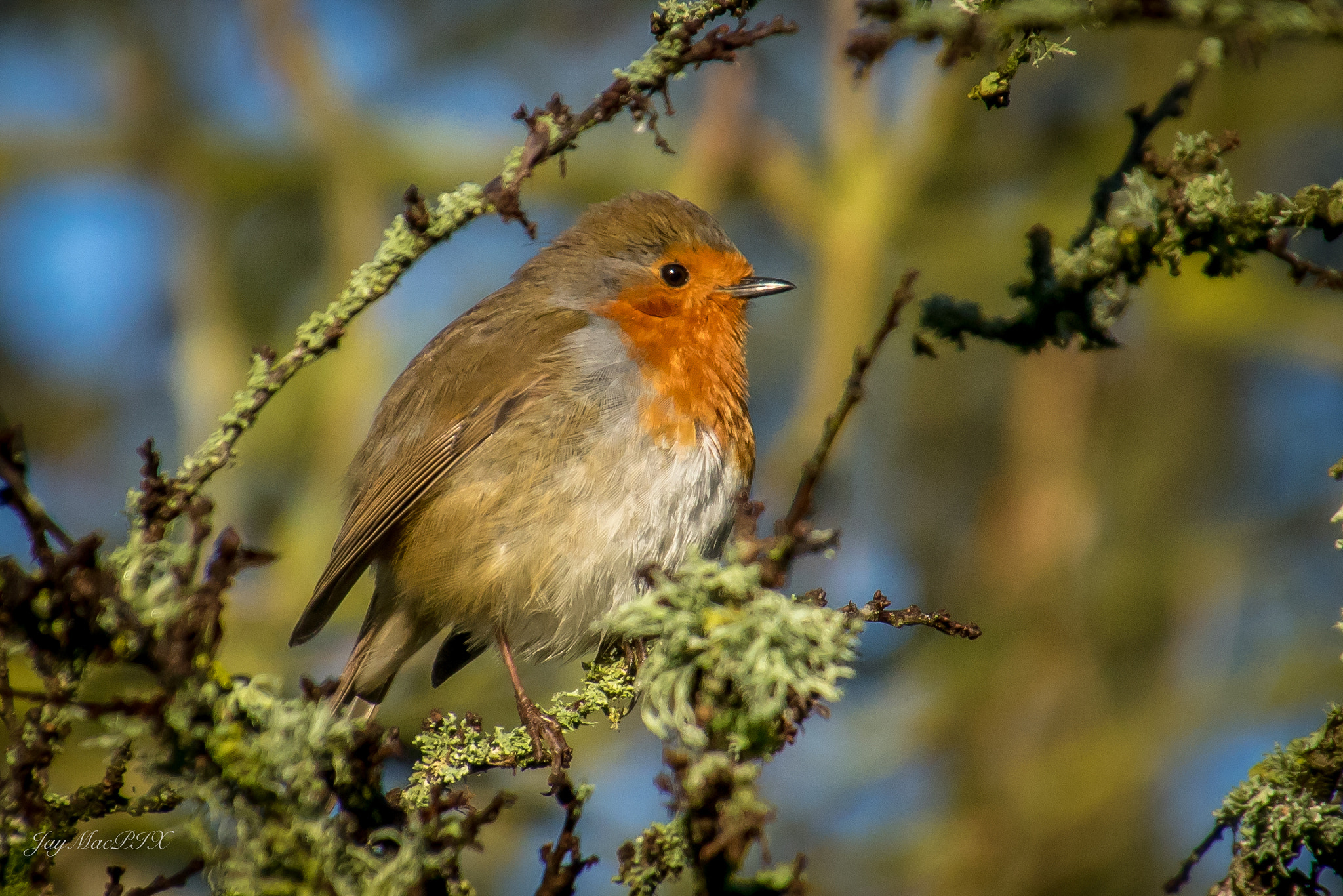 Canon EOS 760D (EOS Rebel T6s / EOS 8000D) sample photo. Lapping up the winter sun photography