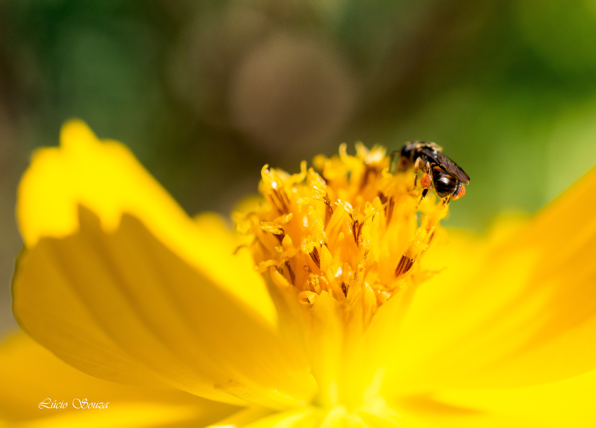 Nikon AF-S DX Micro Nikkor 40mm F2.8 sample photo. Pollination photography