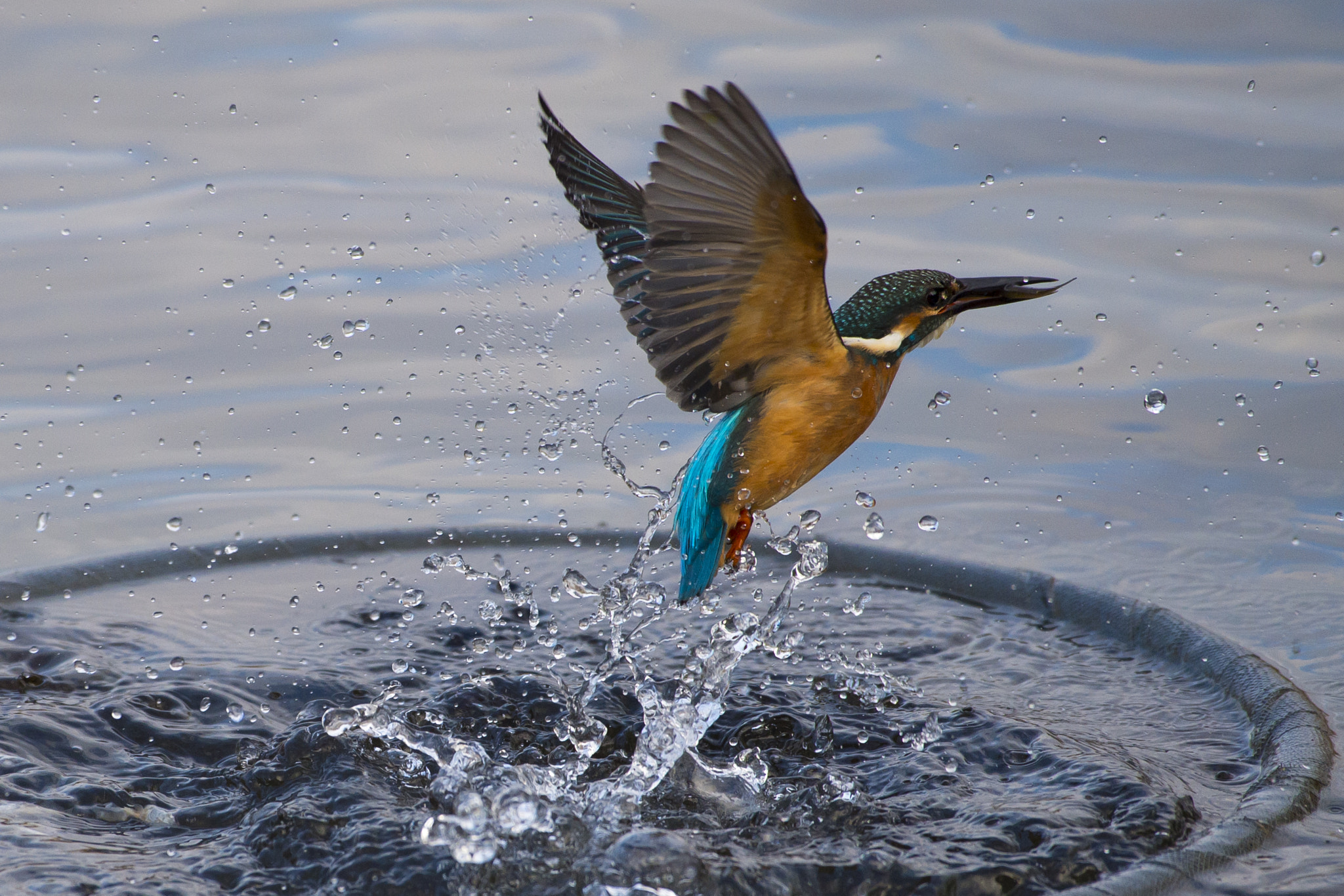 Nikon AF-S Nikkor 200-500mm F5.6E ED VR sample photo. Kingfisher photography