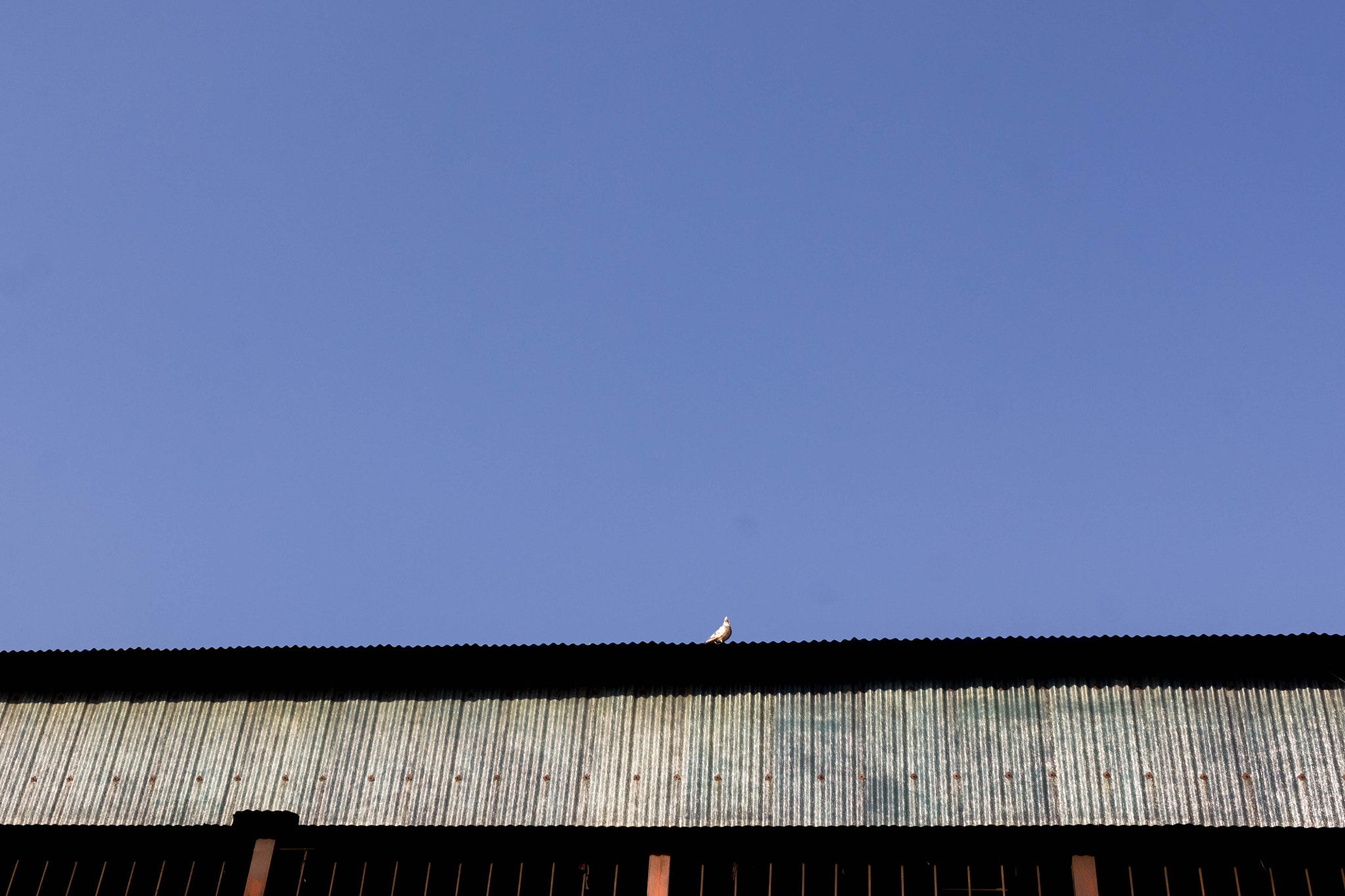 Canon EF-S 24mm F2.8 STM sample photo. Alone photography