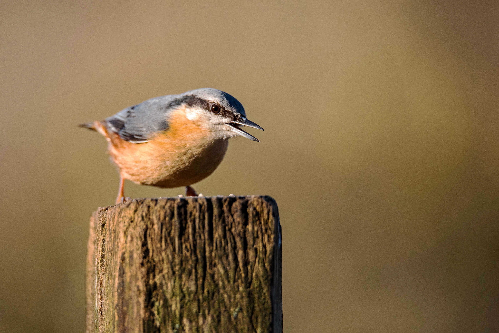 Nikon D750 + Sigma 150-600mm F5-6.3 DG OS HSM | S sample photo. Nuthatch photography