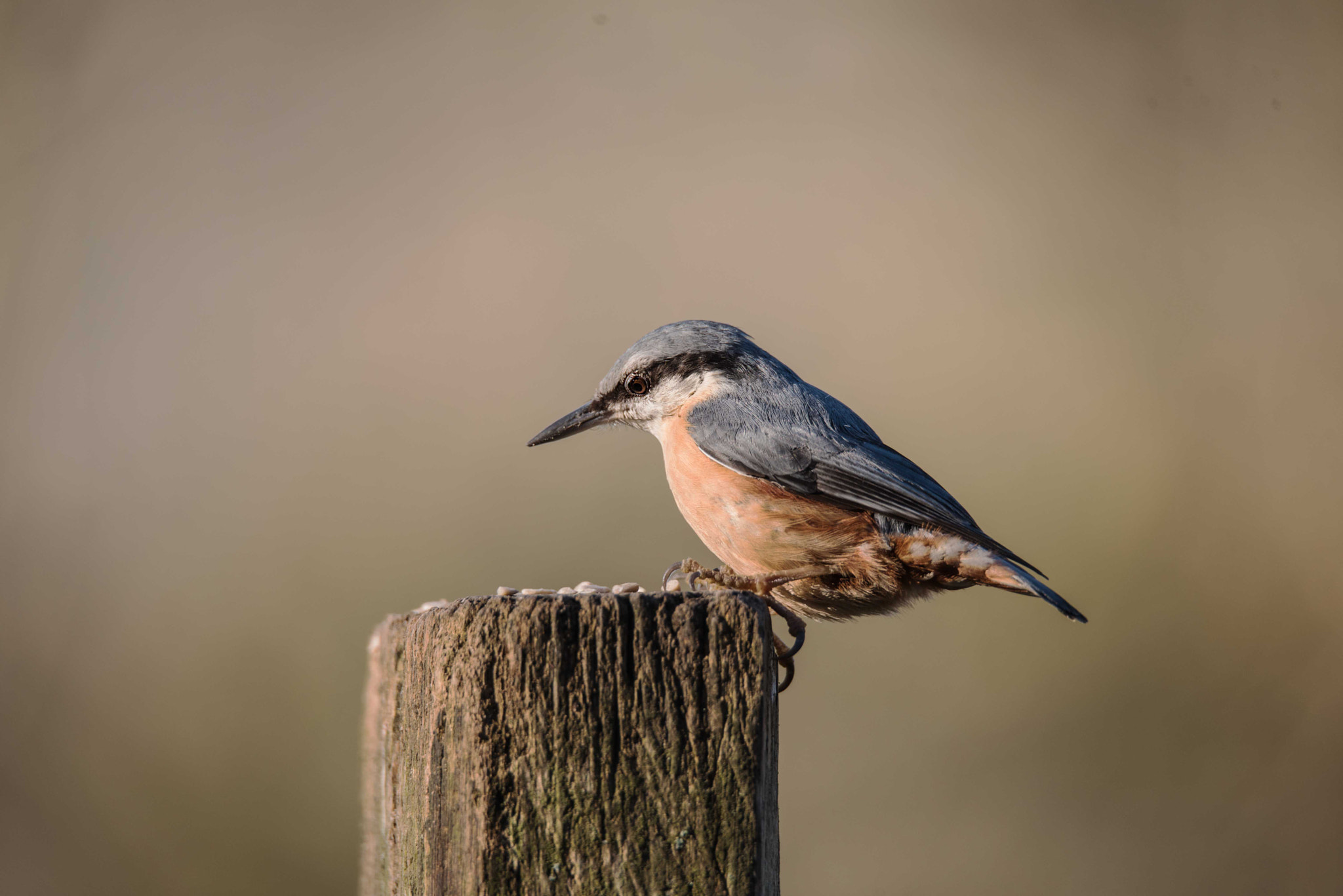 Nikon D750 + Sigma 150-600mm F5-6.3 DG OS HSM | S sample photo. Nuthatch photography