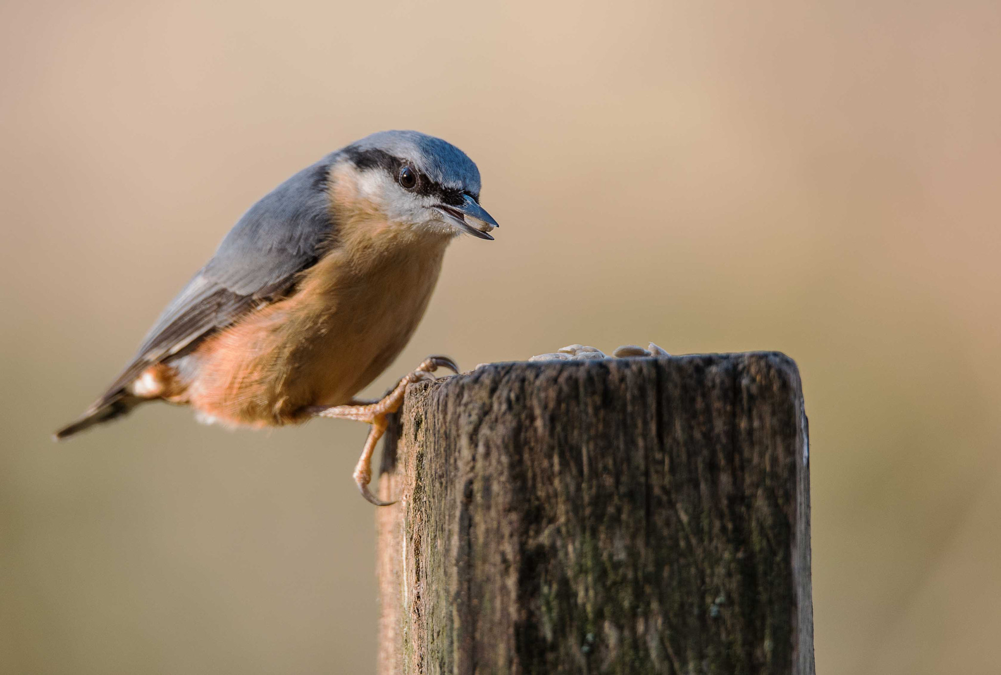 Nikon D750 + Sigma 150-600mm F5-6.3 DG OS HSM | S sample photo. Nuthatch photography