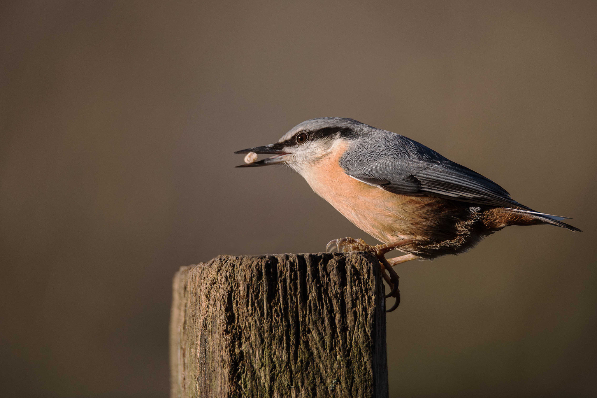 Nikon D750 + Sigma 150-600mm F5-6.3 DG OS HSM | S sample photo. Nuthatch photography