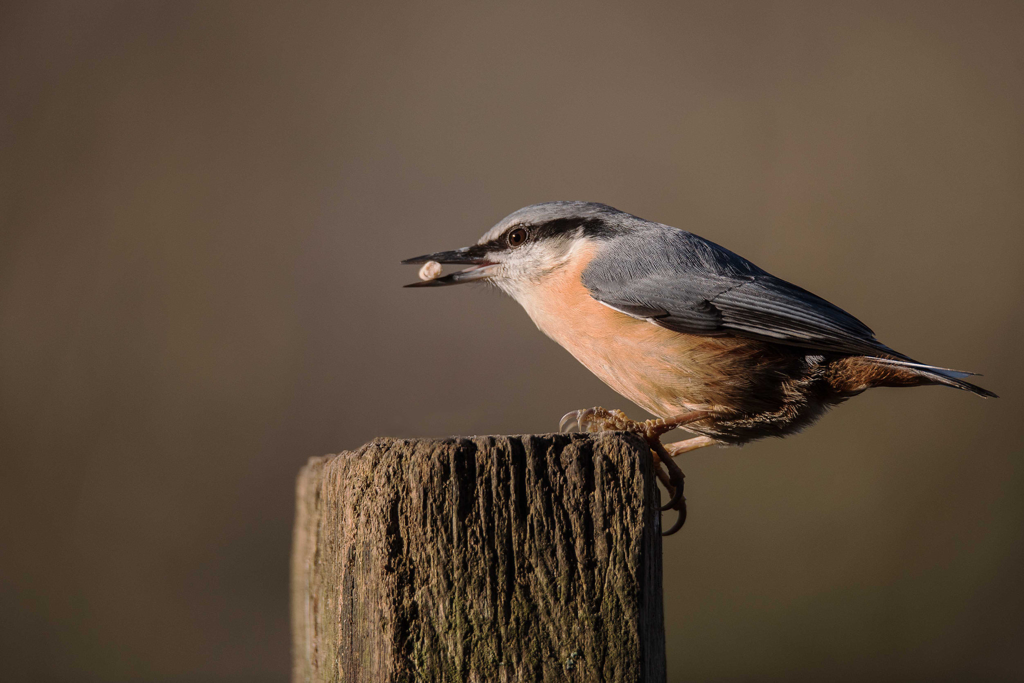 Sigma 150-600mm F5-6.3 DG OS HSM | S sample photo. Nuthatch photography