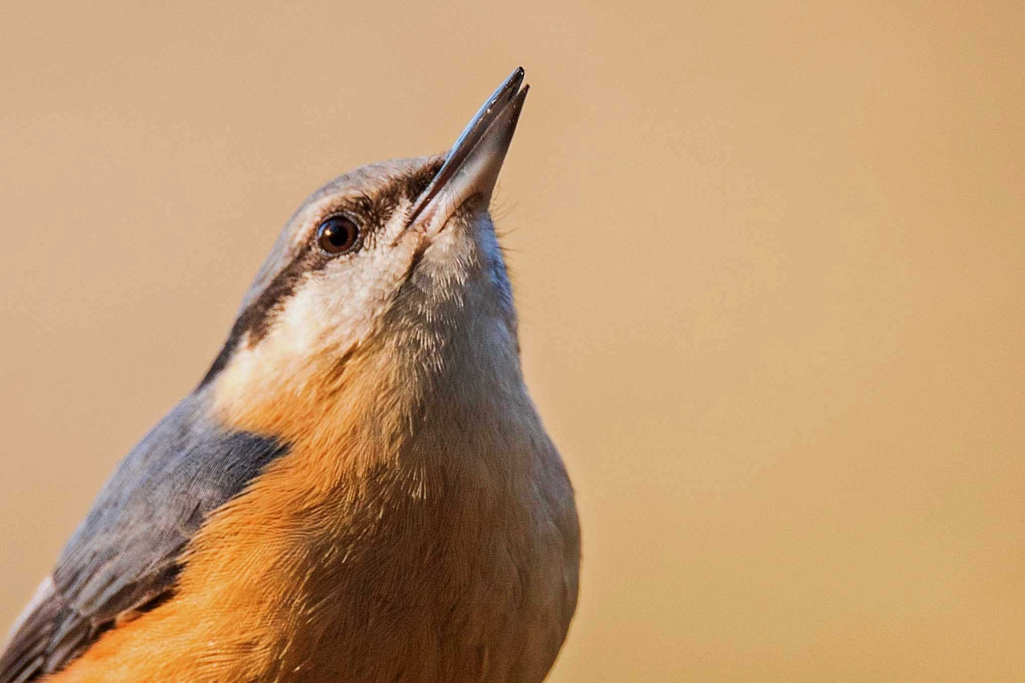 Sigma 150-600mm F5-6.3 DG OS HSM | S sample photo. Nuthatch photography