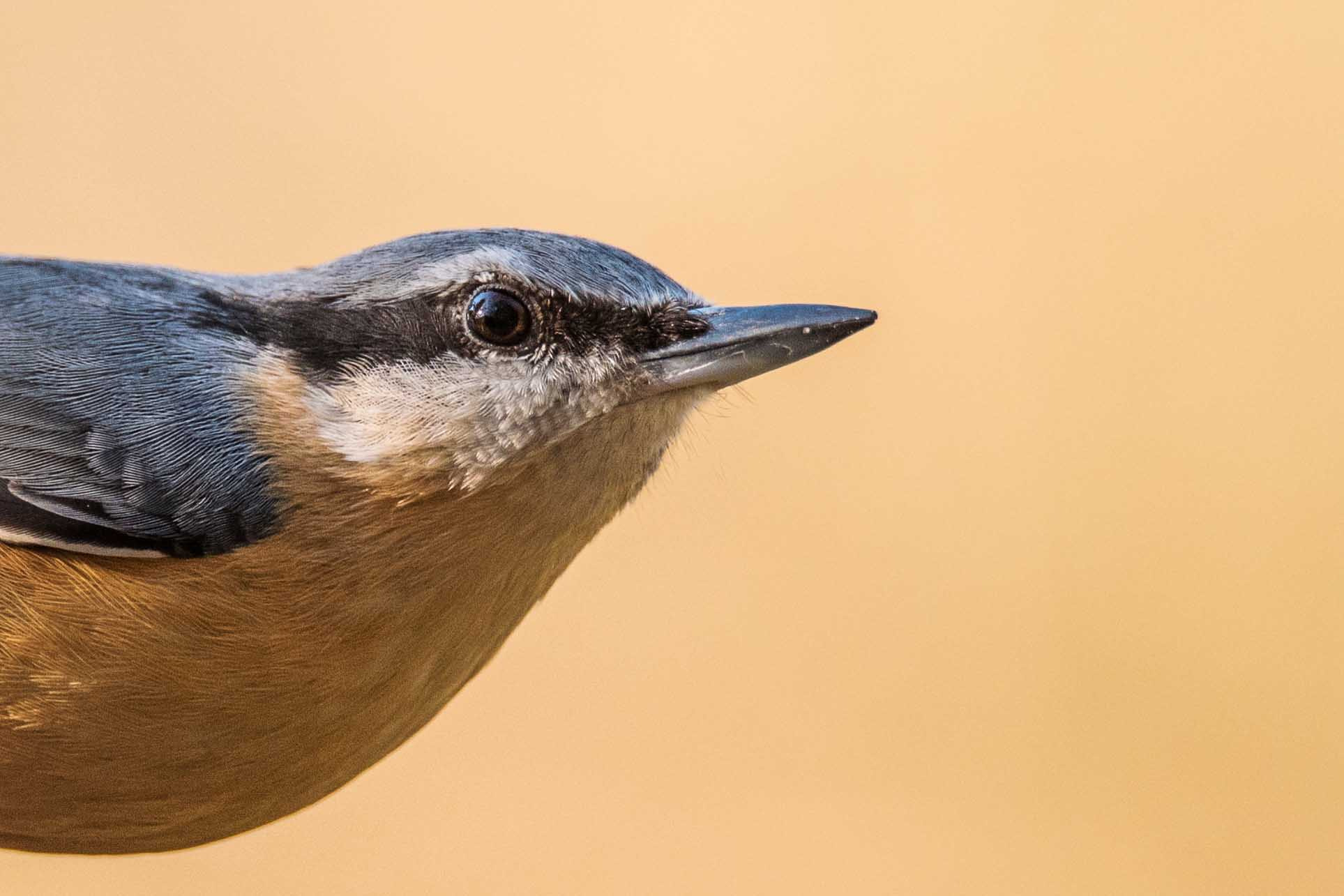 Sigma 150-600mm F5-6.3 DG OS HSM | S sample photo. Nuthatch photography