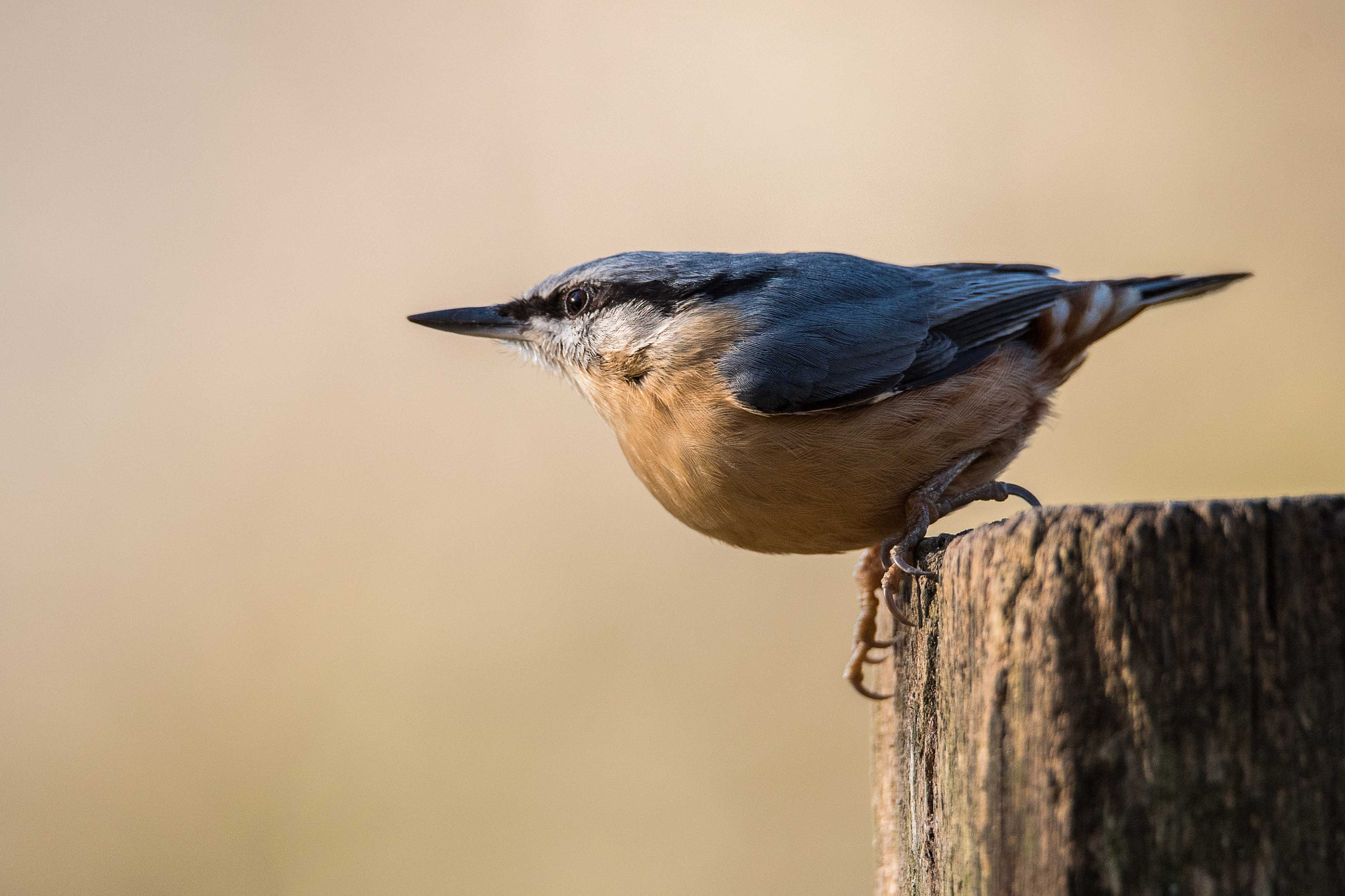 Nikon D750 + Sigma 150-600mm F5-6.3 DG OS HSM | S sample photo. Nuthatch photography