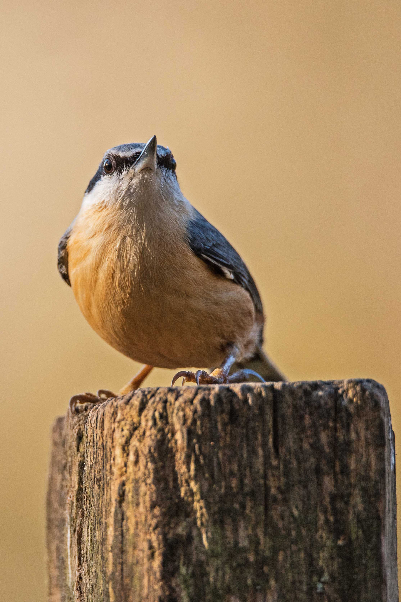 Sigma 150-600mm F5-6.3 DG OS HSM | S sample photo. Nuthatch photography