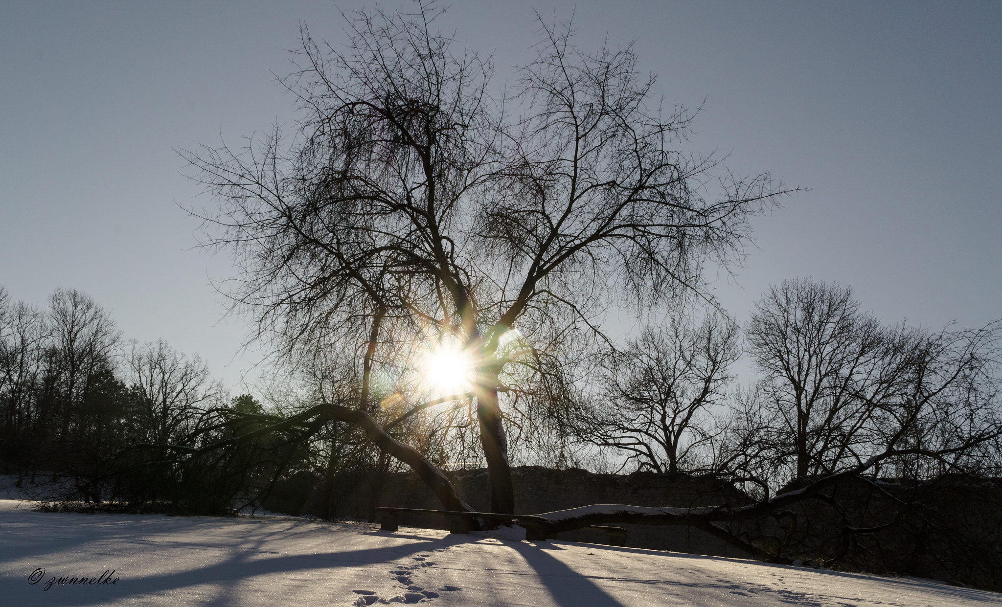 Sony Alpha a5000 (ILCE 5000) + Sony E PZ 18-105mm F4 G OSS sample photo. Der baum photography
