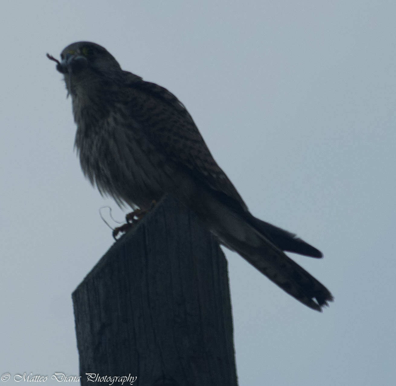 smc PENTAX-DA L 50-200mm F4-5.6 ED sample photo. Gheppio comune (falco tinnunculus, linnaeus 1758) con piccolo roditore photography