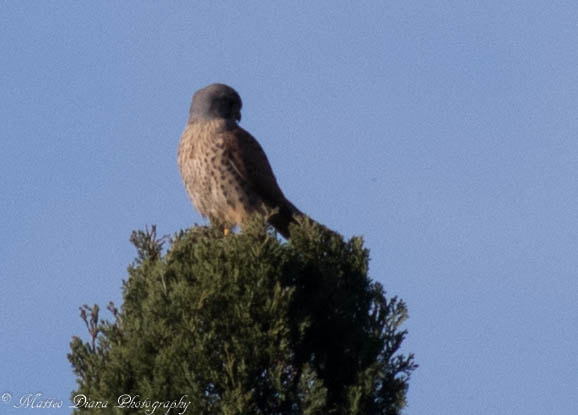 HD Pentax DA 55-300mm F4.0-5.8 ED WR sample photo. Gheppio comune (falco tinnunculus, linnaeus 1758) ♂ photography