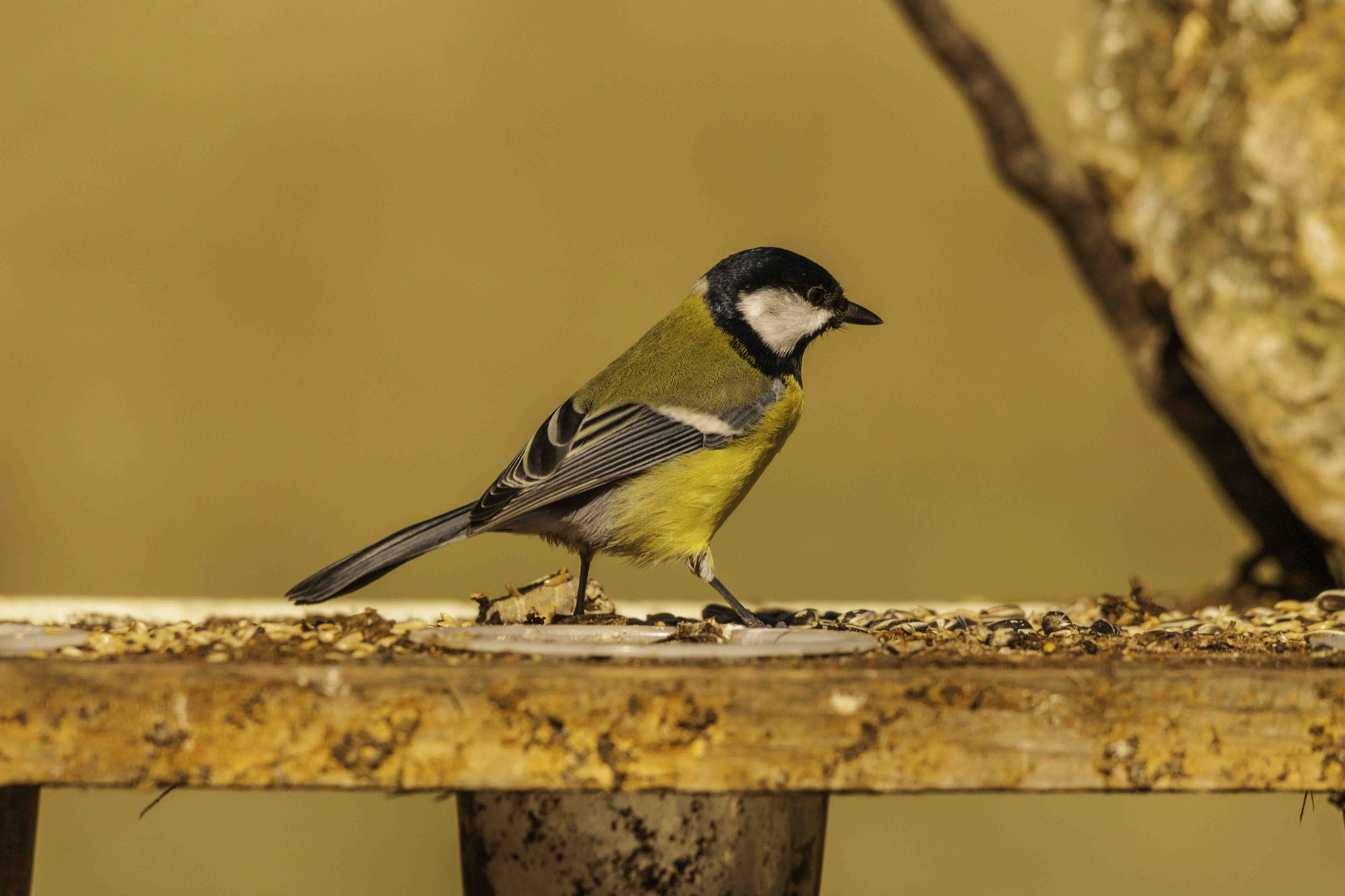 Canon EOS-1Ds Mark III + Sigma 150-500mm F5-6.3 DG OS HSM sample photo. Great tit photography