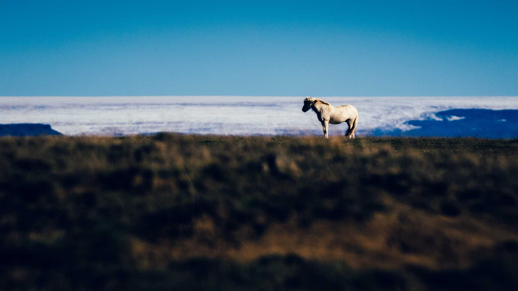 Canon EOS 80D + Canon EF 70-200mm F2.8L IS II USM sample photo. Iceland pony photography