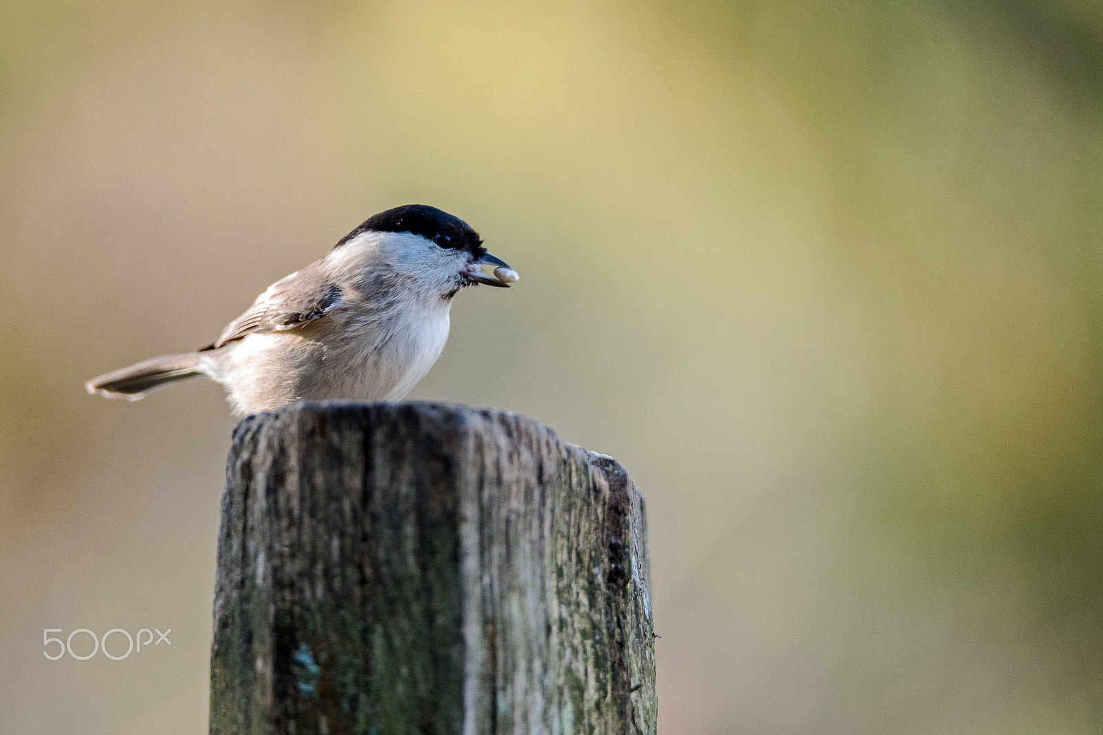 Sigma 150-600mm F5-6.3 DG OS HSM | S sample photo. Marsh tit photography