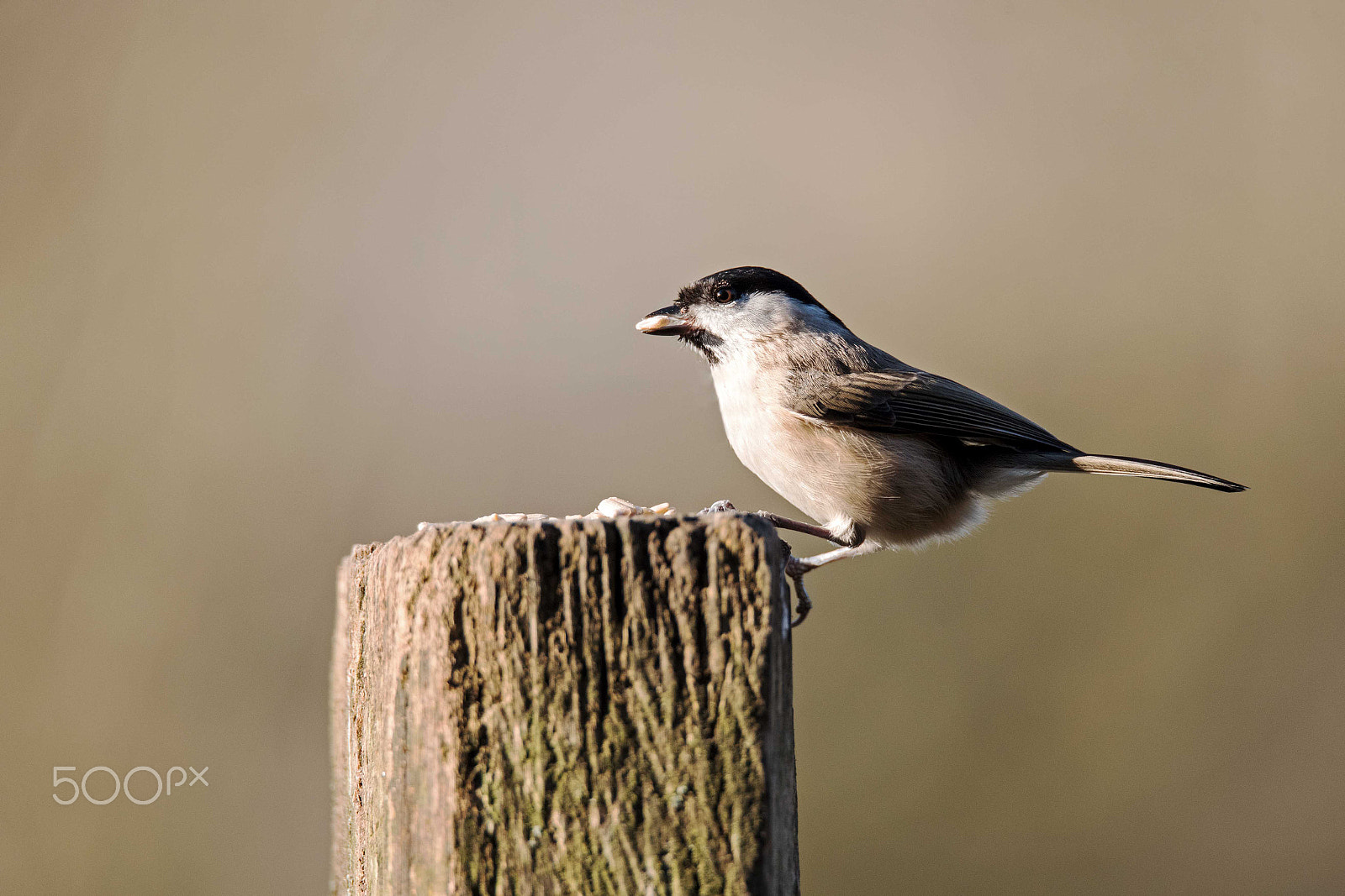 Sigma 150-600mm F5-6.3 DG OS HSM | S sample photo. Marsh tit photography