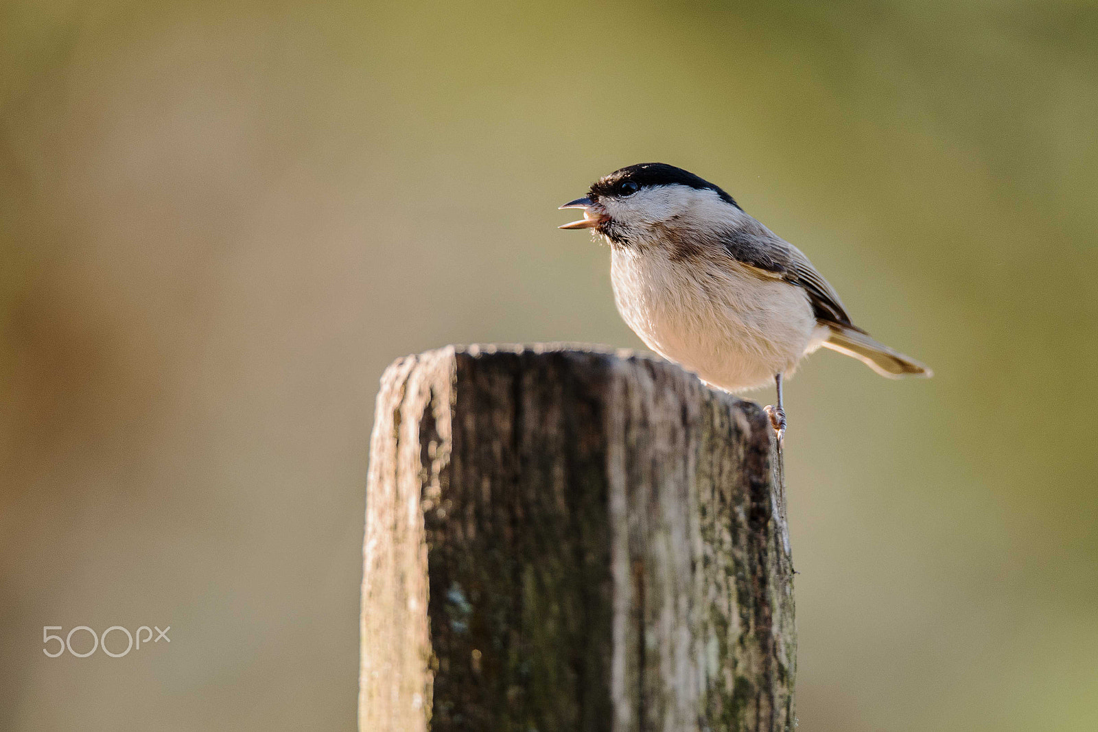 Sigma 150-600mm F5-6.3 DG OS HSM | S sample photo. Marsh tit photography