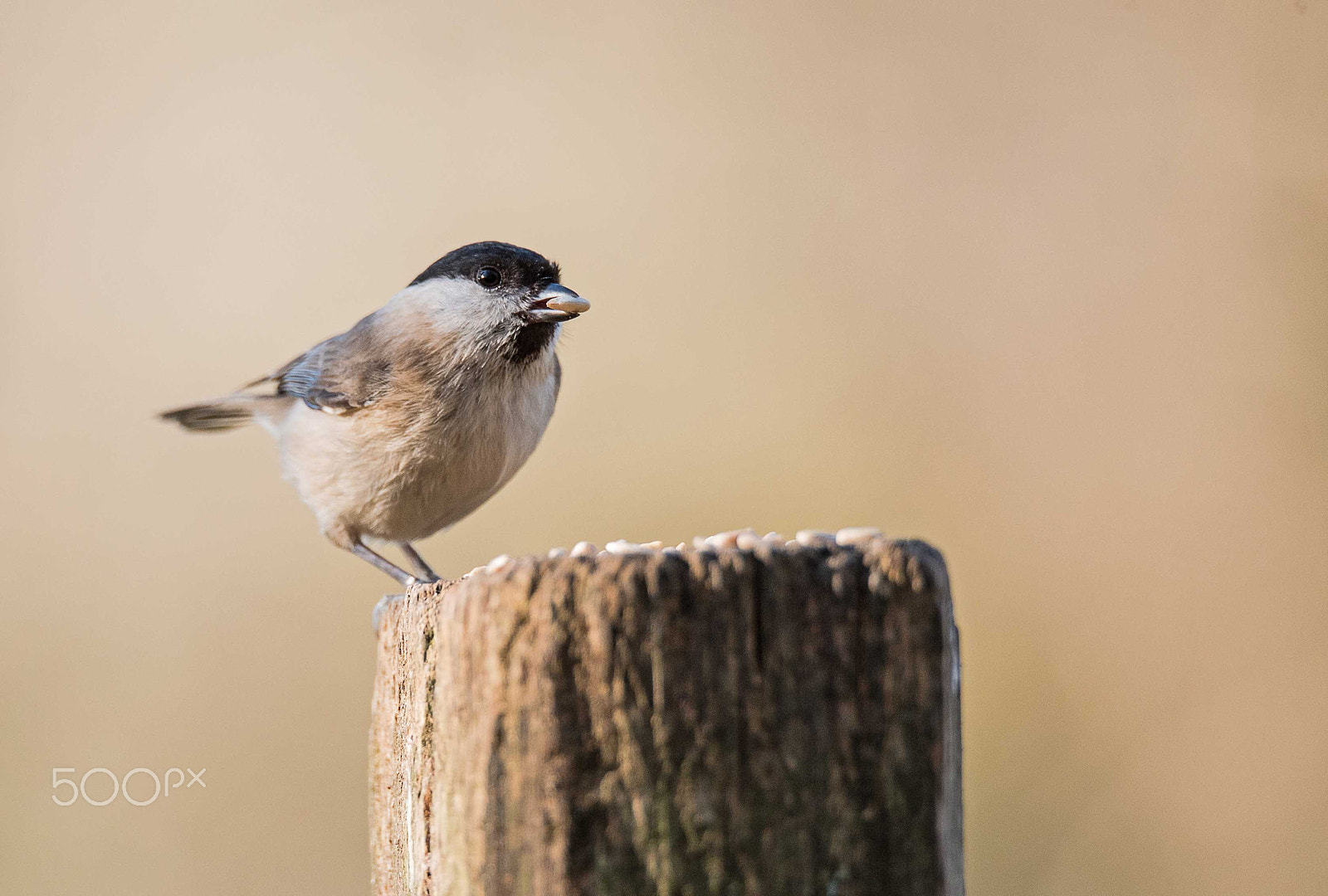 Nikon D750 + Sigma 150-600mm F5-6.3 DG OS HSM | S sample photo. Marsh tit photography