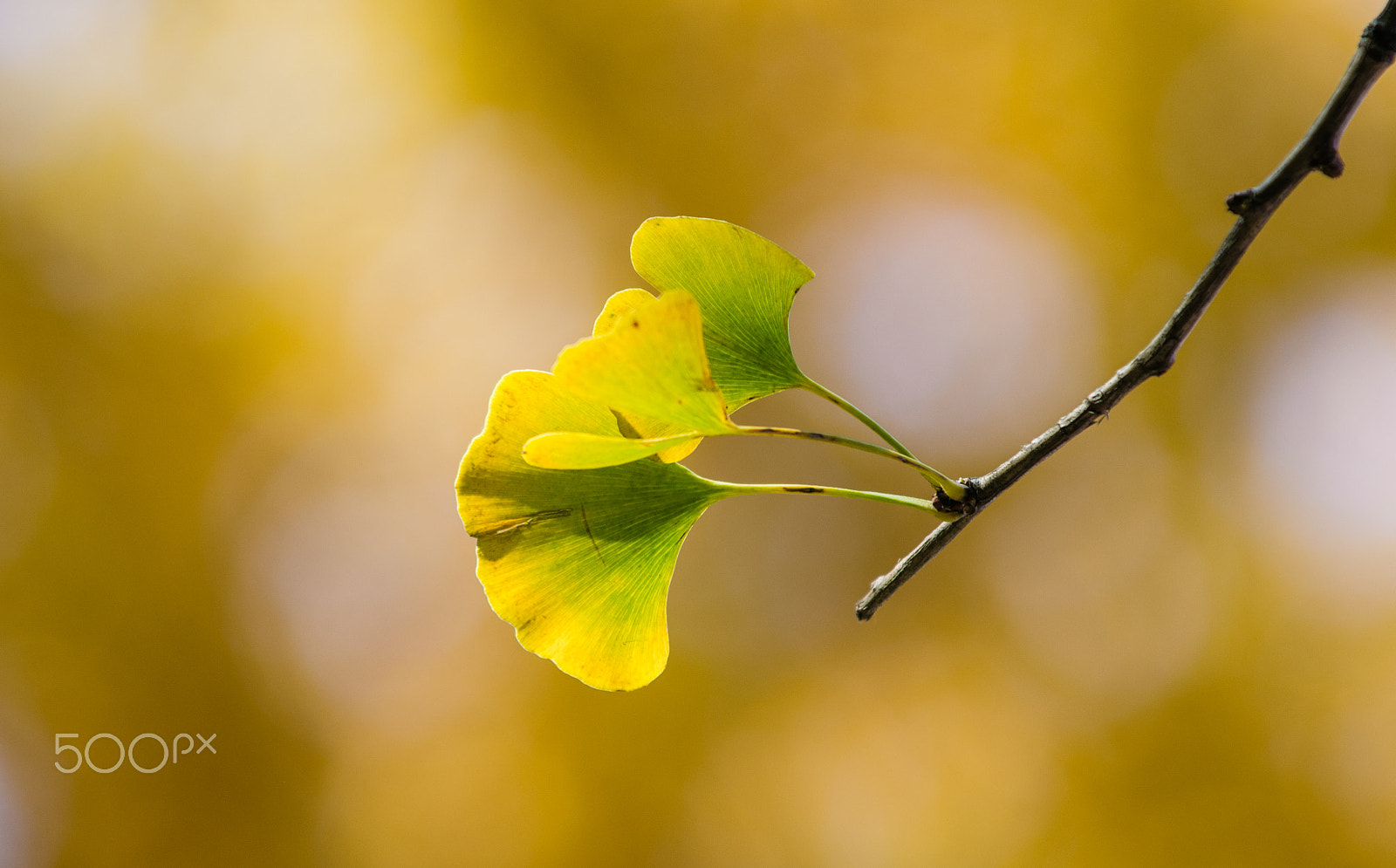 AF-S Zoom-Nikkor 80-200mm f/2.8D IF-ED sample photo. Leaves photography