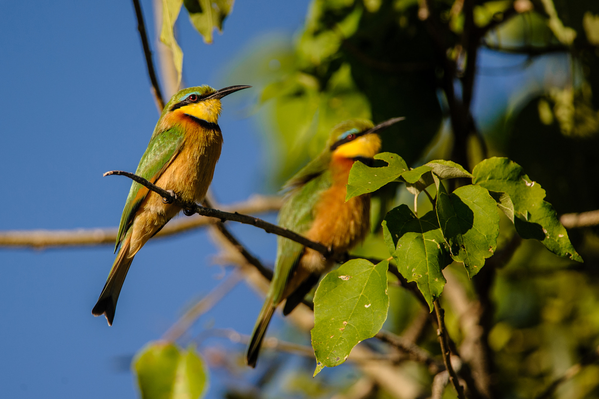 Nikon D700 sample photo. Little bee-eater couple photography