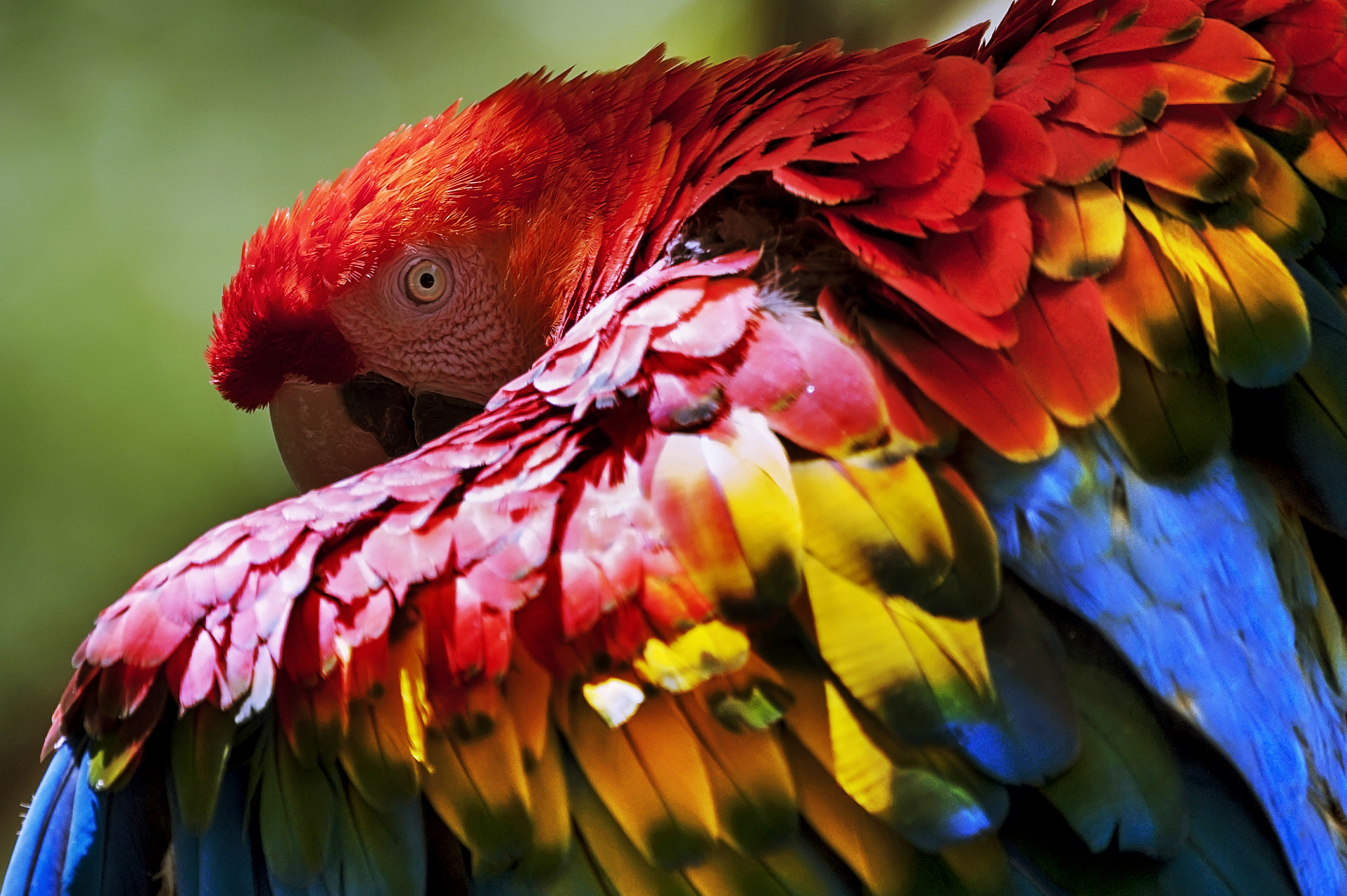 Nikon D700 sample photo. Red-and-green macaw (ara chloropterus) photography