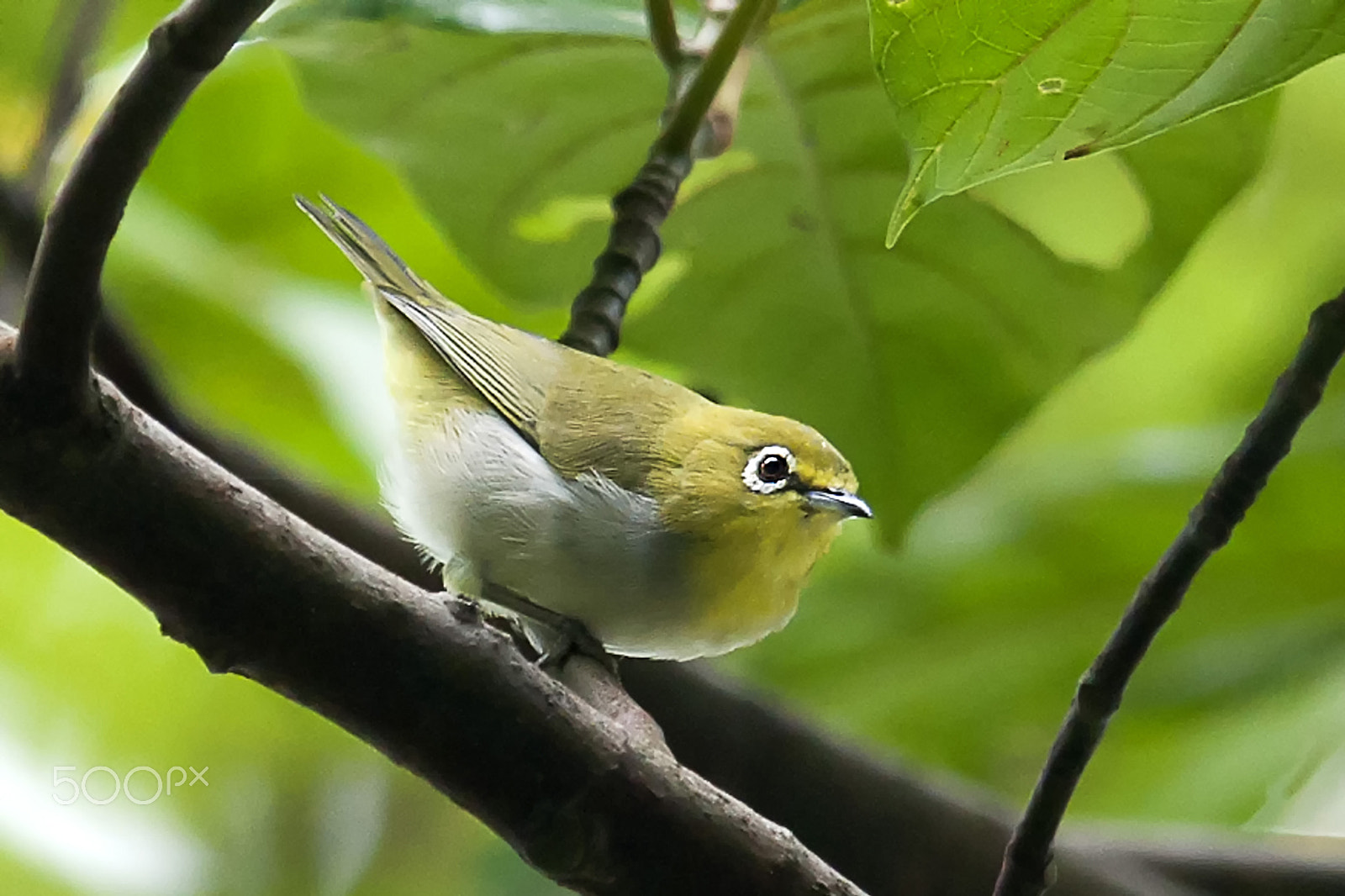 Nikon D300 sample photo. Oriental white eye photography