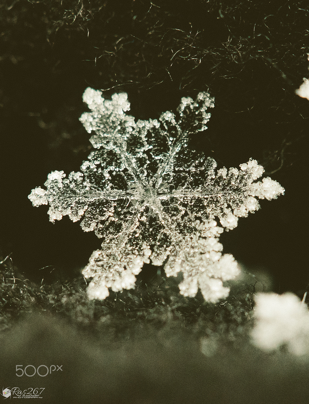 Sony Alpha NEX-6 + Sony DT 50mm F1.8 SAM sample photo. Snowflake photography