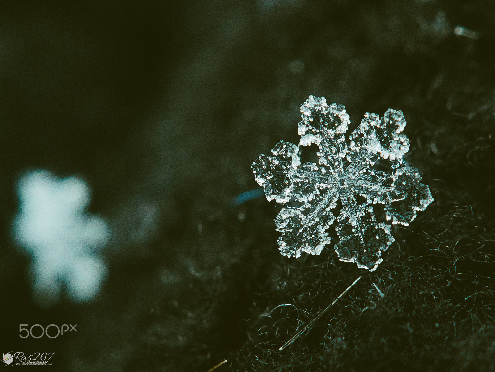 Sony Alpha NEX-6 + Sony DT 50mm F1.8 SAM sample photo. Snowflake photography