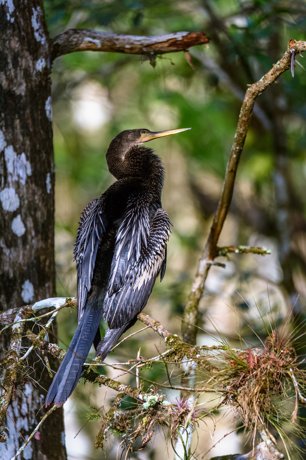 Nikon D810 + Sigma 50mm F2.8 EX DG Macro sample photo. Anhinga photography