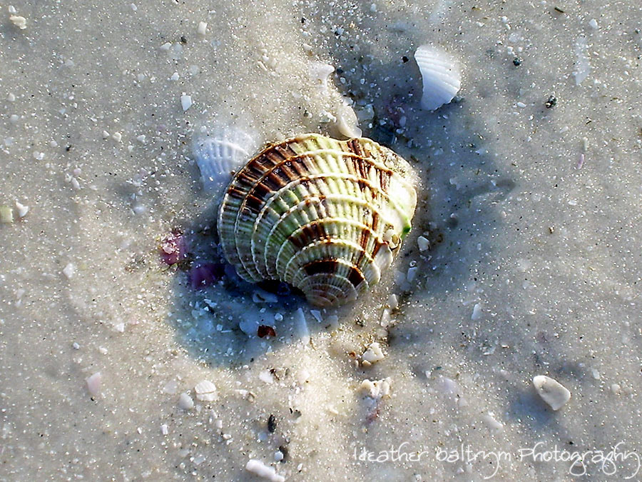 Nikon COOLPIX L4 sample photo. Sea shell photography