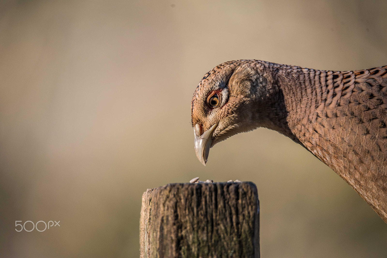 Nikon D750 + Sigma 150-600mm F5-6.3 DG OS HSM | S sample photo. Fierce looking pheasant photography