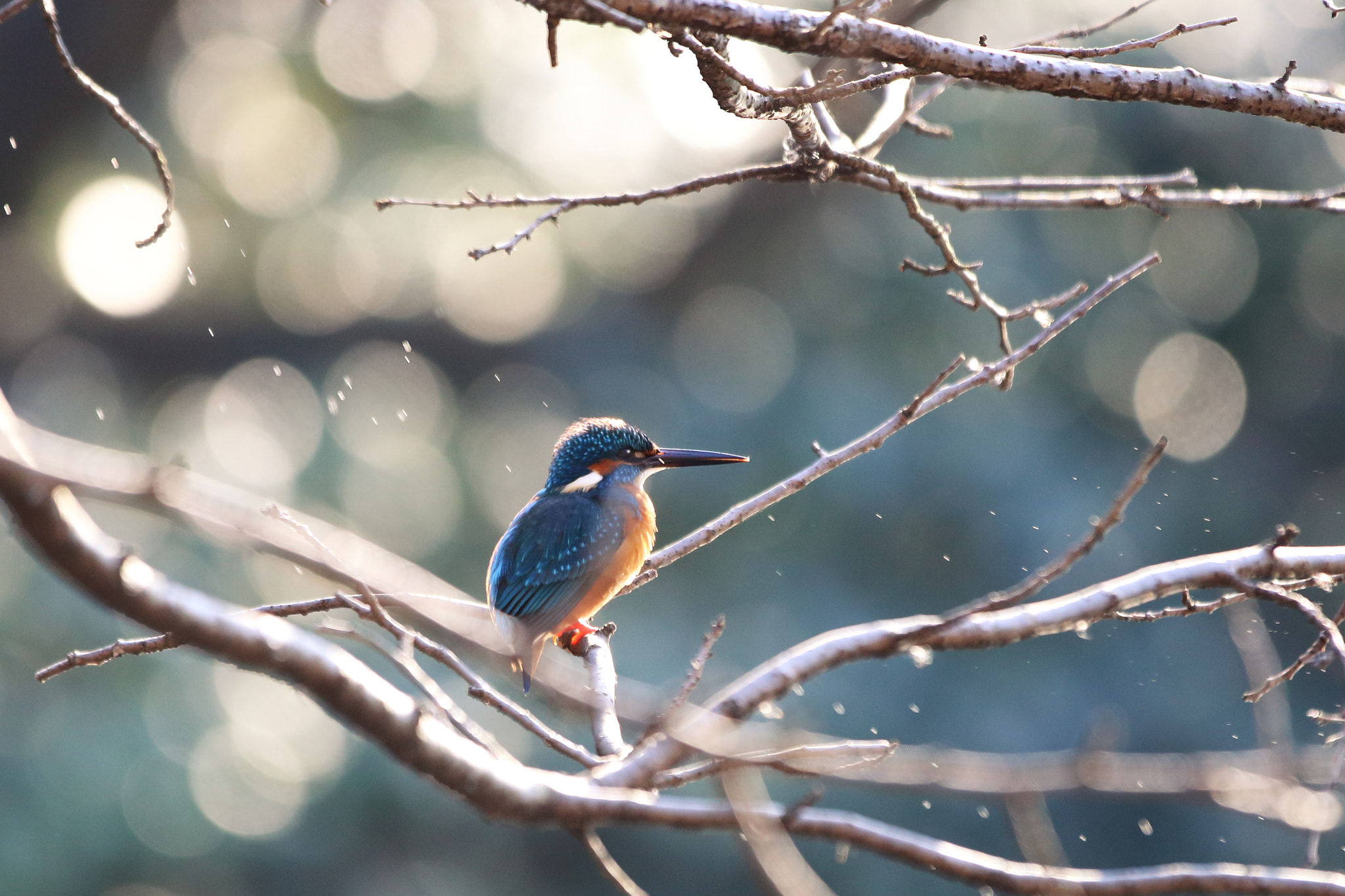 Canon EOS 6D + Canon EF 70-200mm F2.8L IS II USM sample photo. Kingfisher photography