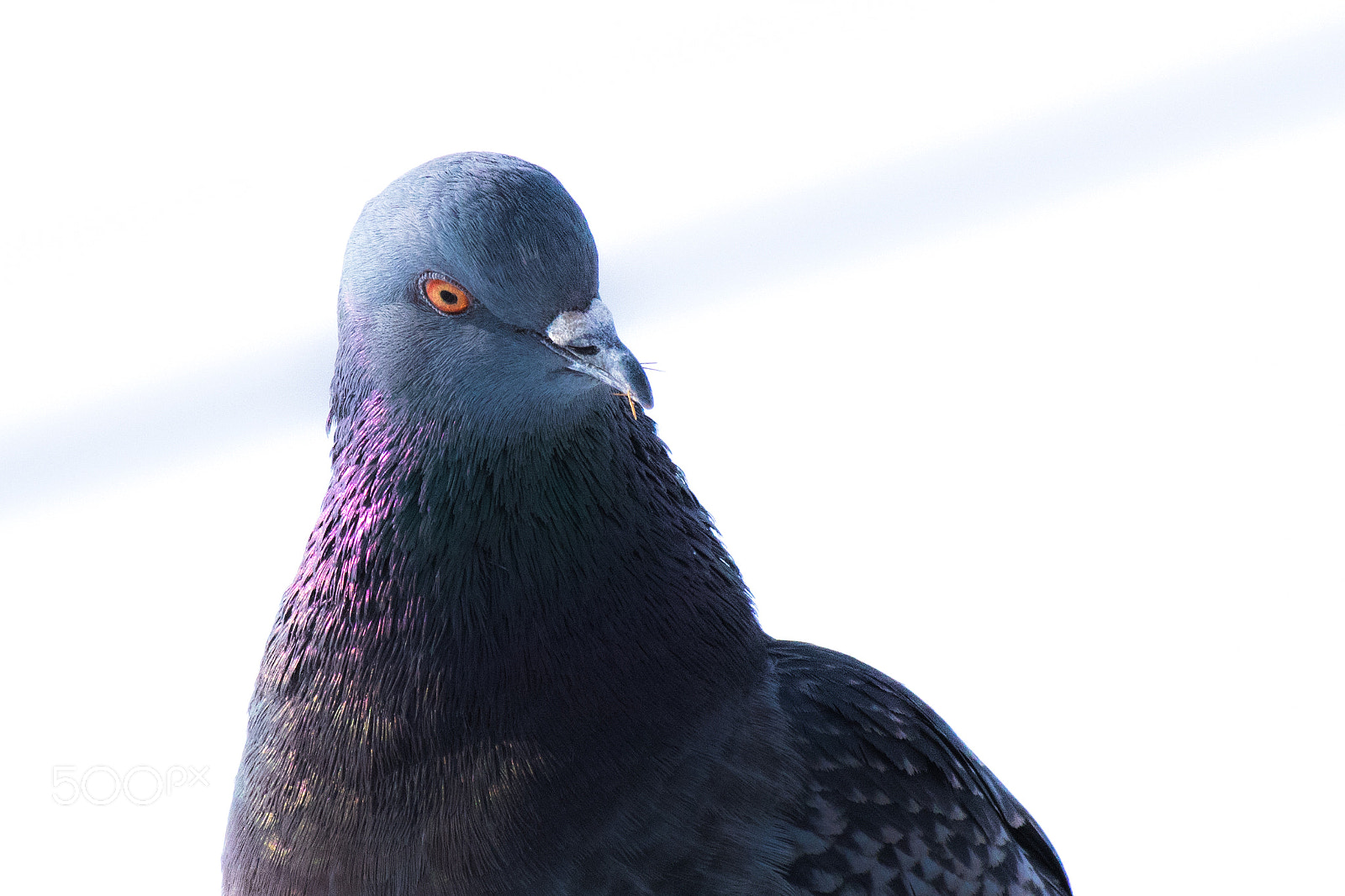 Pentax K-S2 + smc Pentax-DA L 50-200mm F4-5.6 ED WR sample photo. Pigeon photography