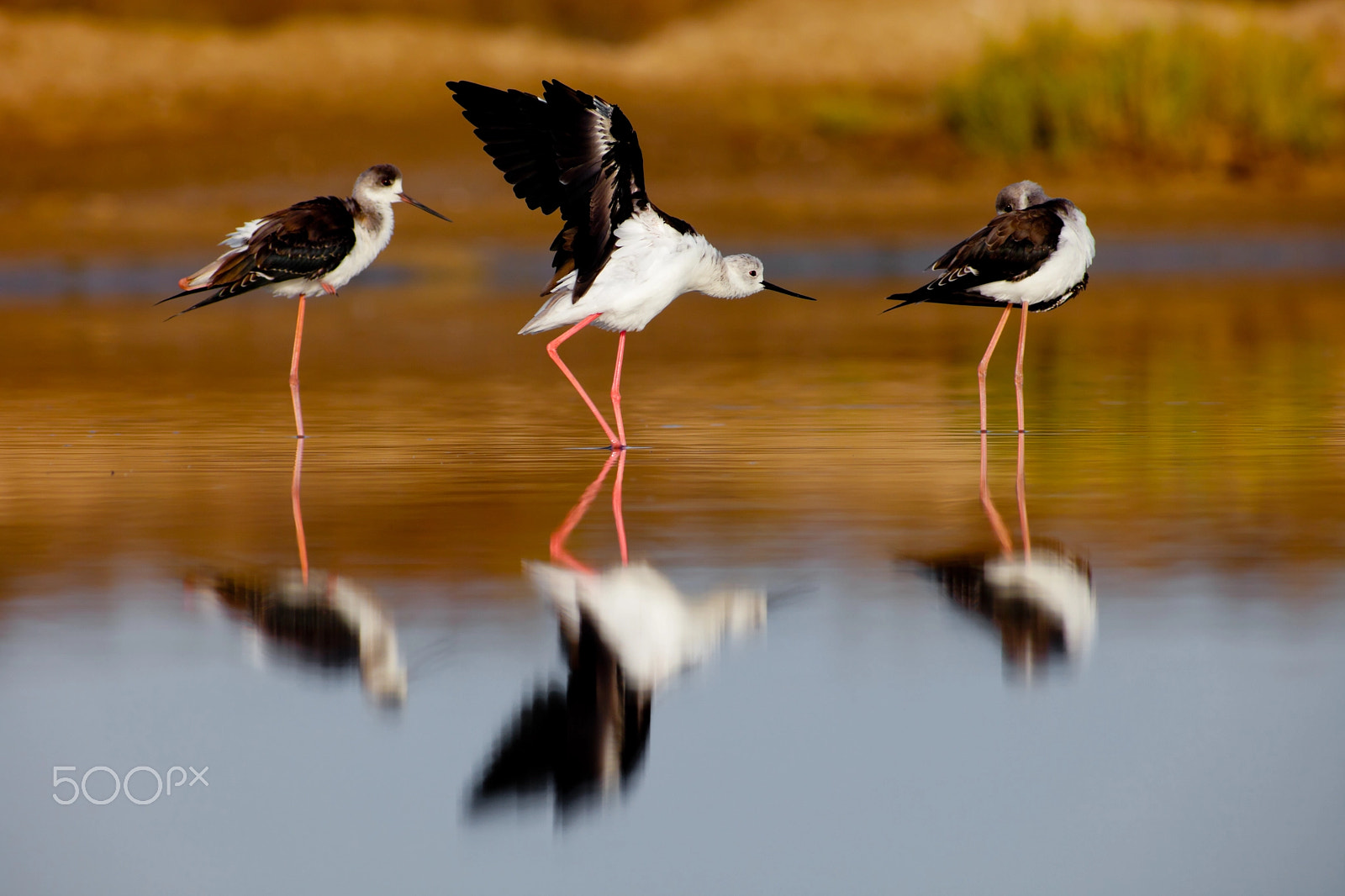 Canon EF 28-80mm f/3.5-5.6 sample photo. Black-winged stilt photography
