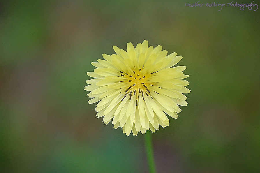 Nikon D40 sample photo. Daisy photography