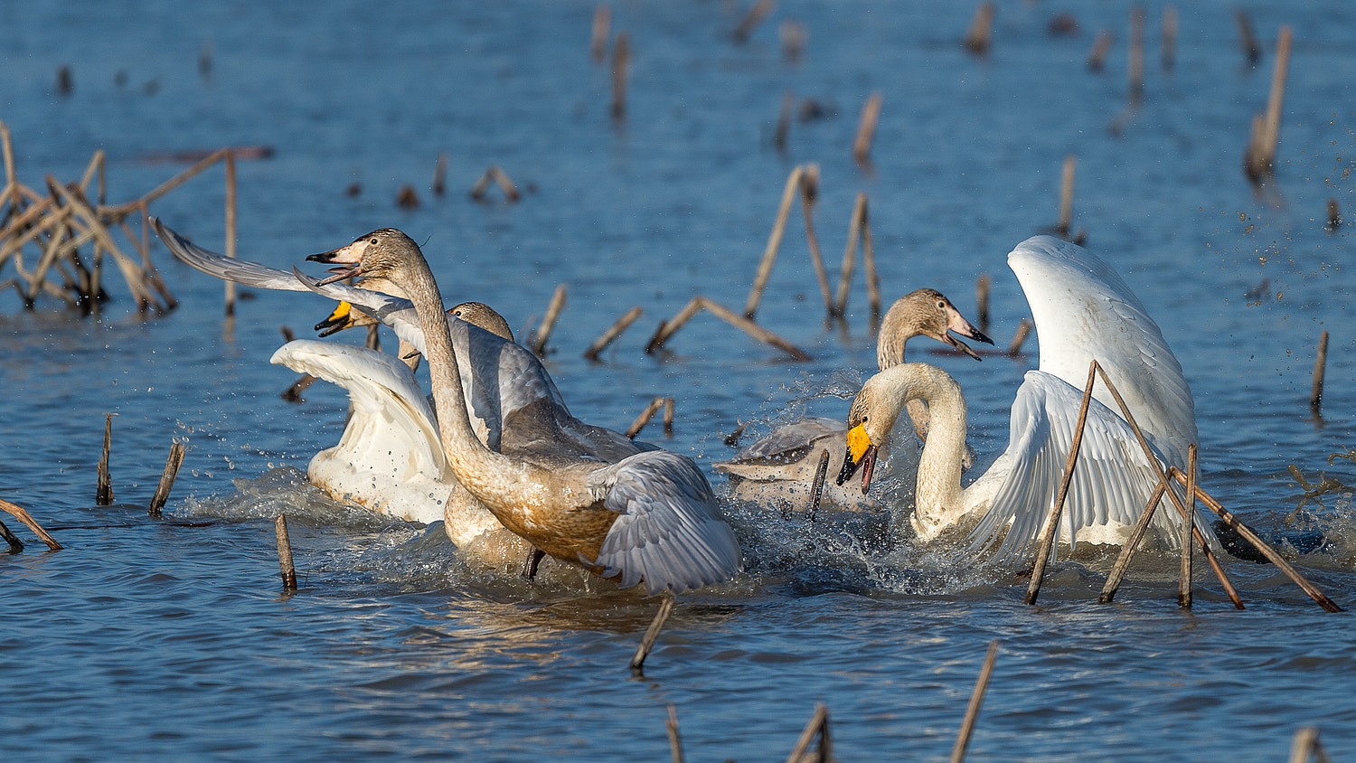 Nikon AF-S Nikkor 600mm F4E FL ED VR sample photo. Turf war photography
