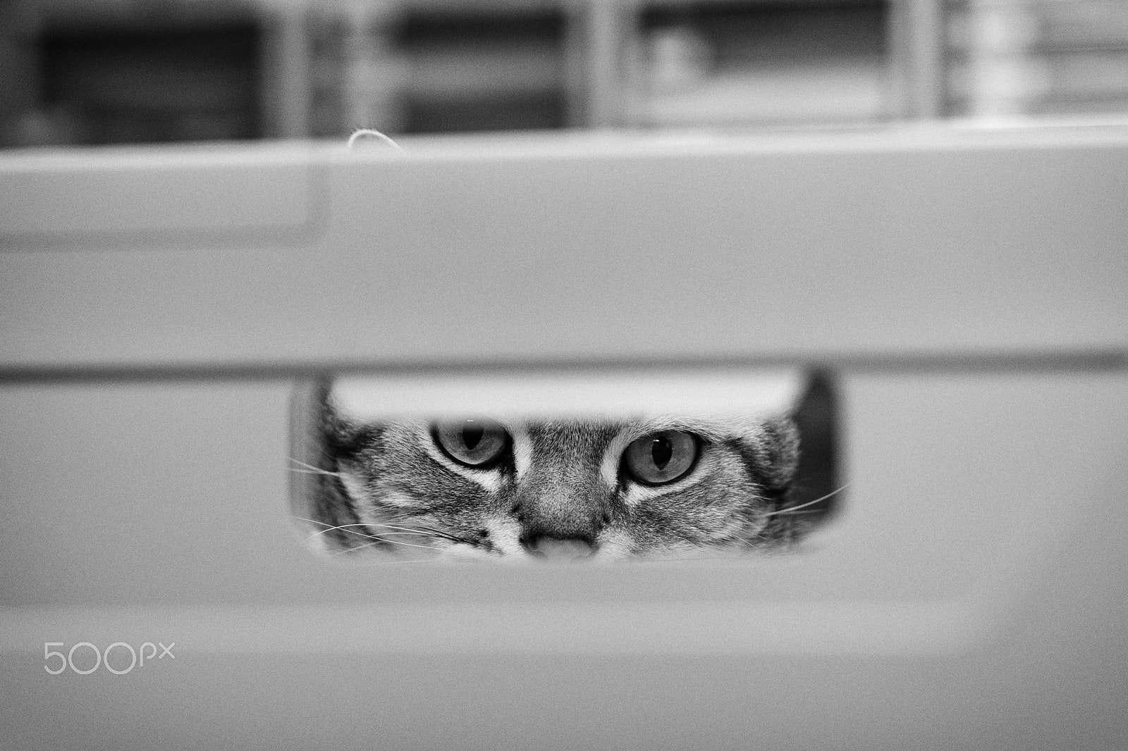 Leica Summilux-SL 50mm F1.4 ASPH sample photo. Line of sight photography
