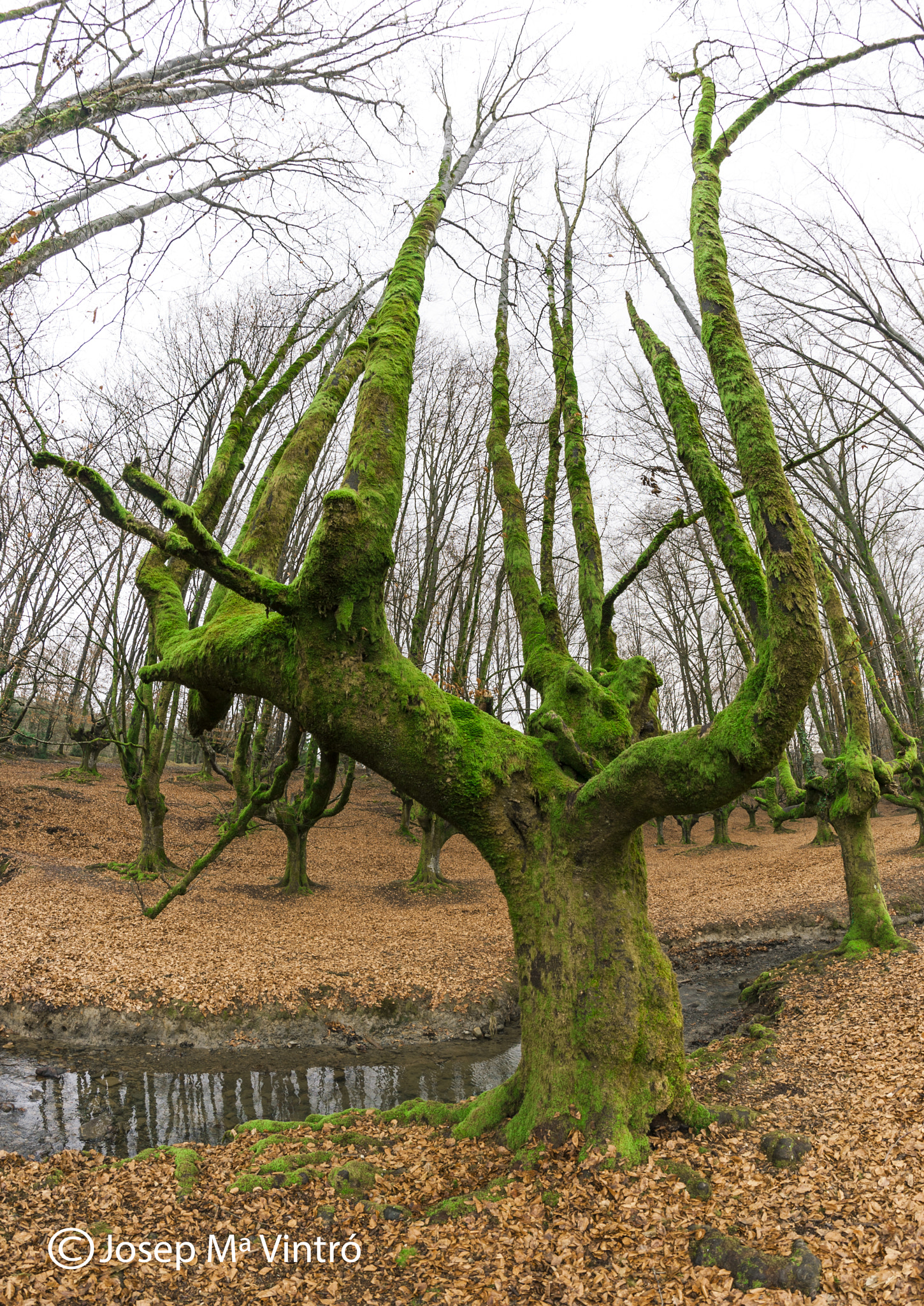 Samyang 12mm F2.8 ED AS NCS Fisheye sample photo. Hayedo de otzarreta, bizkaia photography