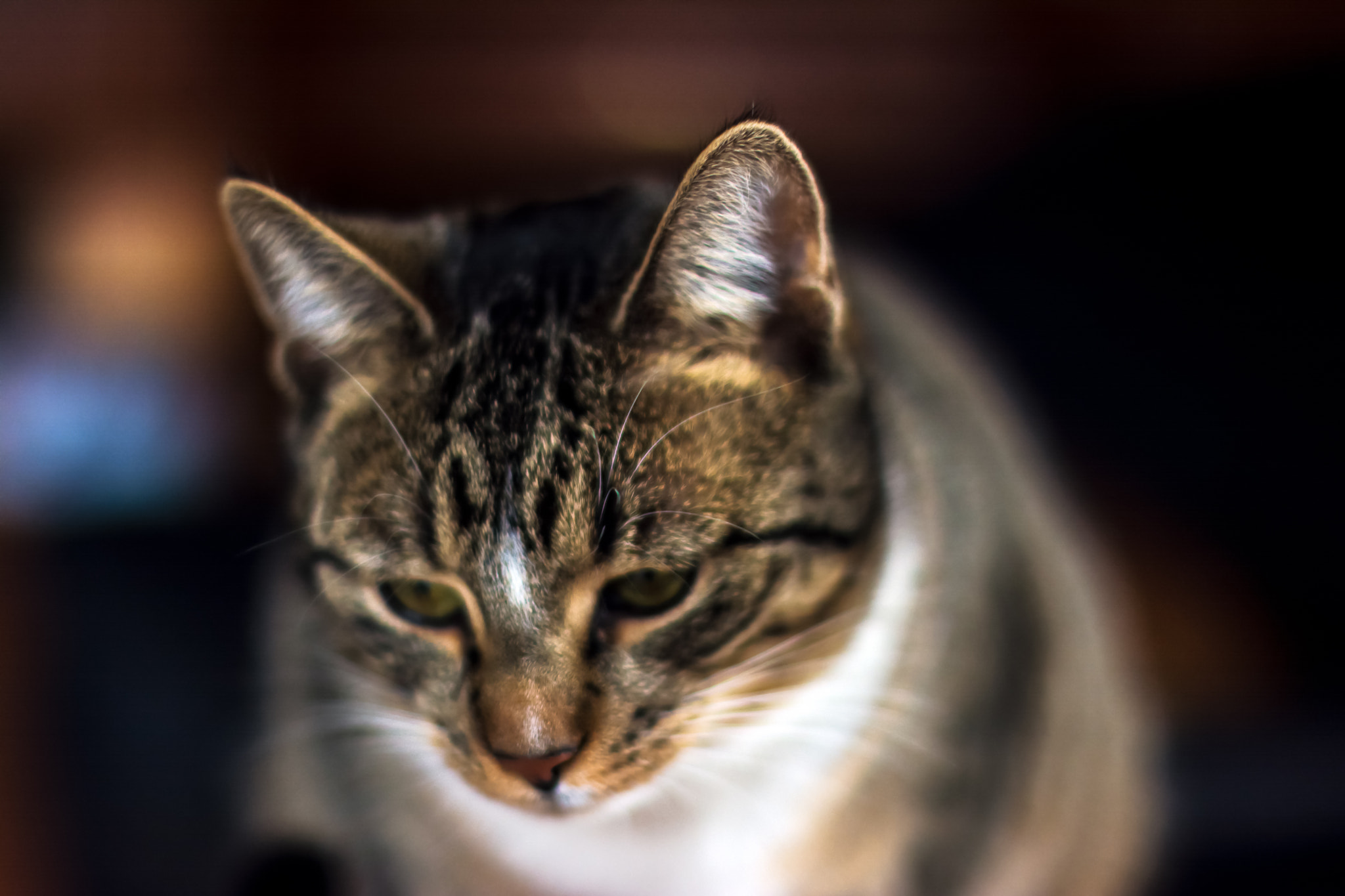 Nikon D5200 + Nikon AF-S Nikkor 50mm F1.4G sample photo. Emma photography