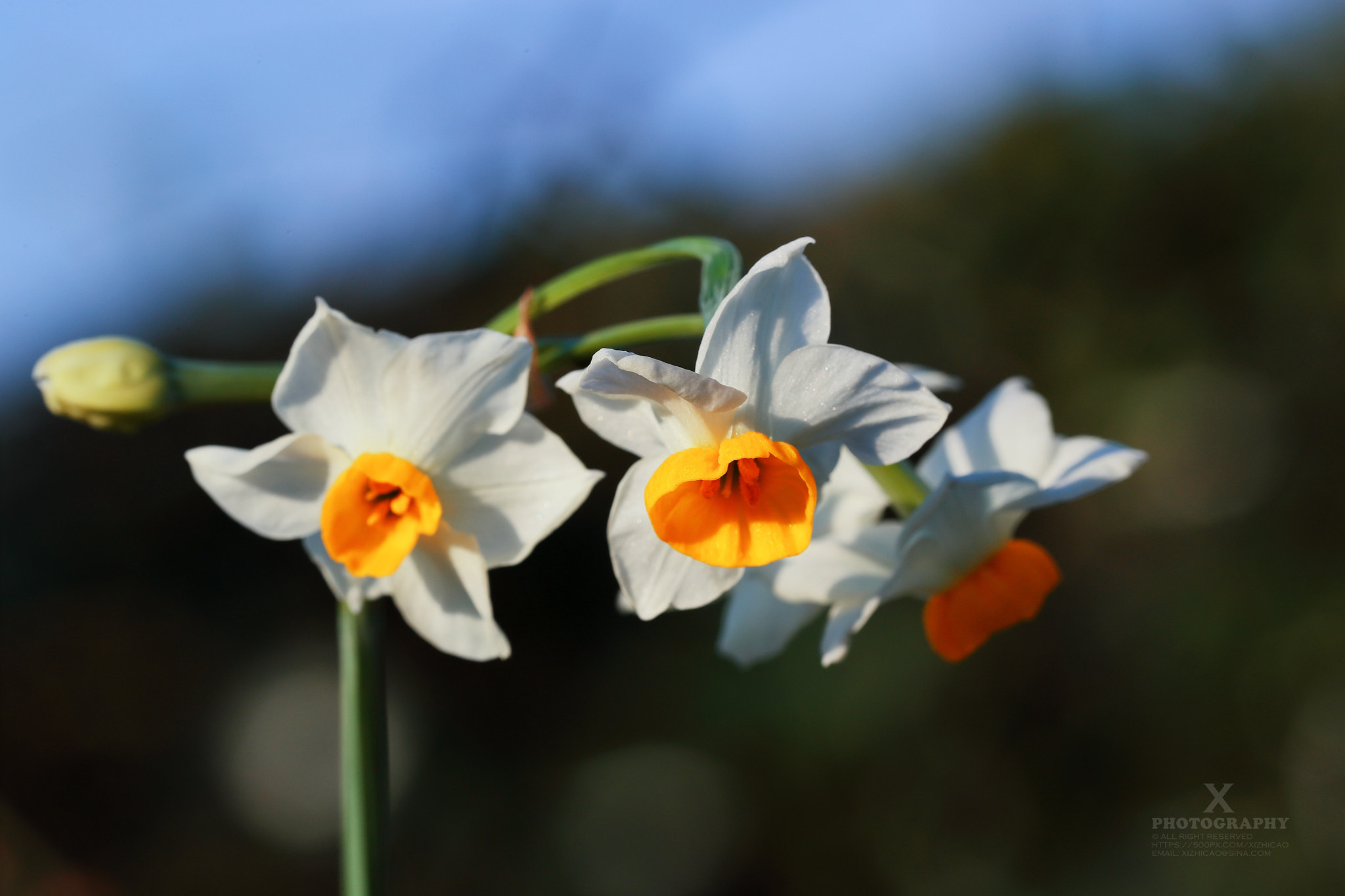 Canon EF 180mm F3.5L Macro USM sample photo. 水仙 photography