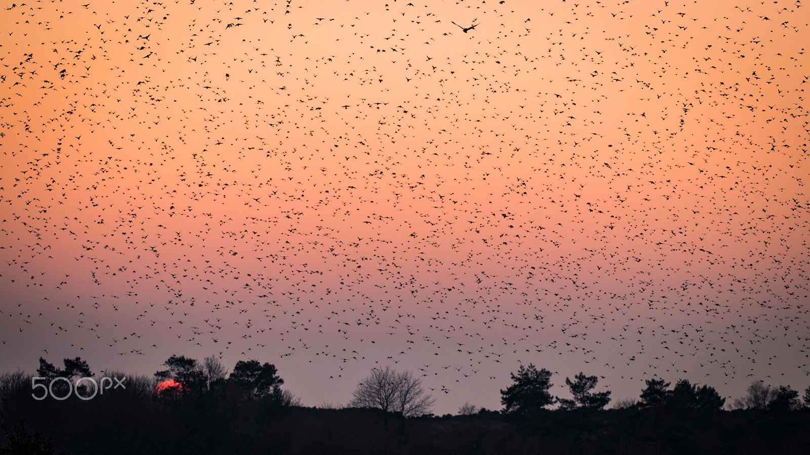 Canon EOS 80D sample photo. Where birds are going to sleep photography