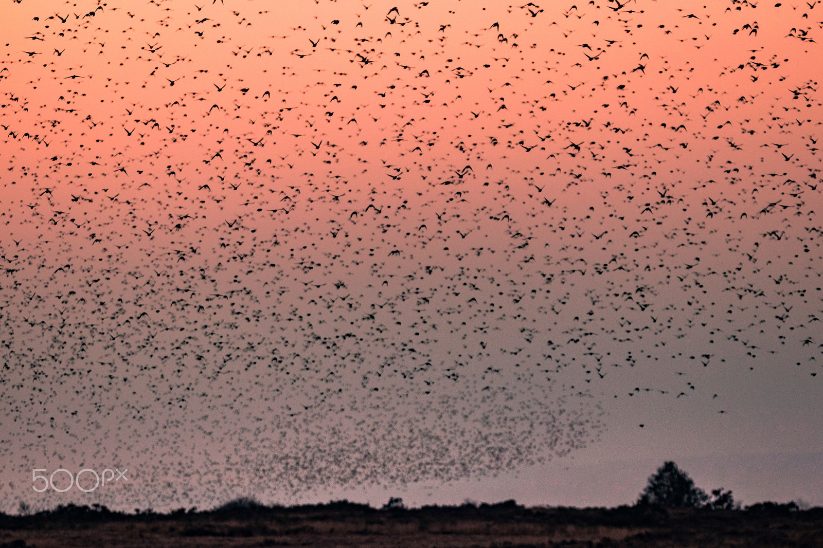 Canon EOS 80D sample photo. Where birds are going to sleep photography