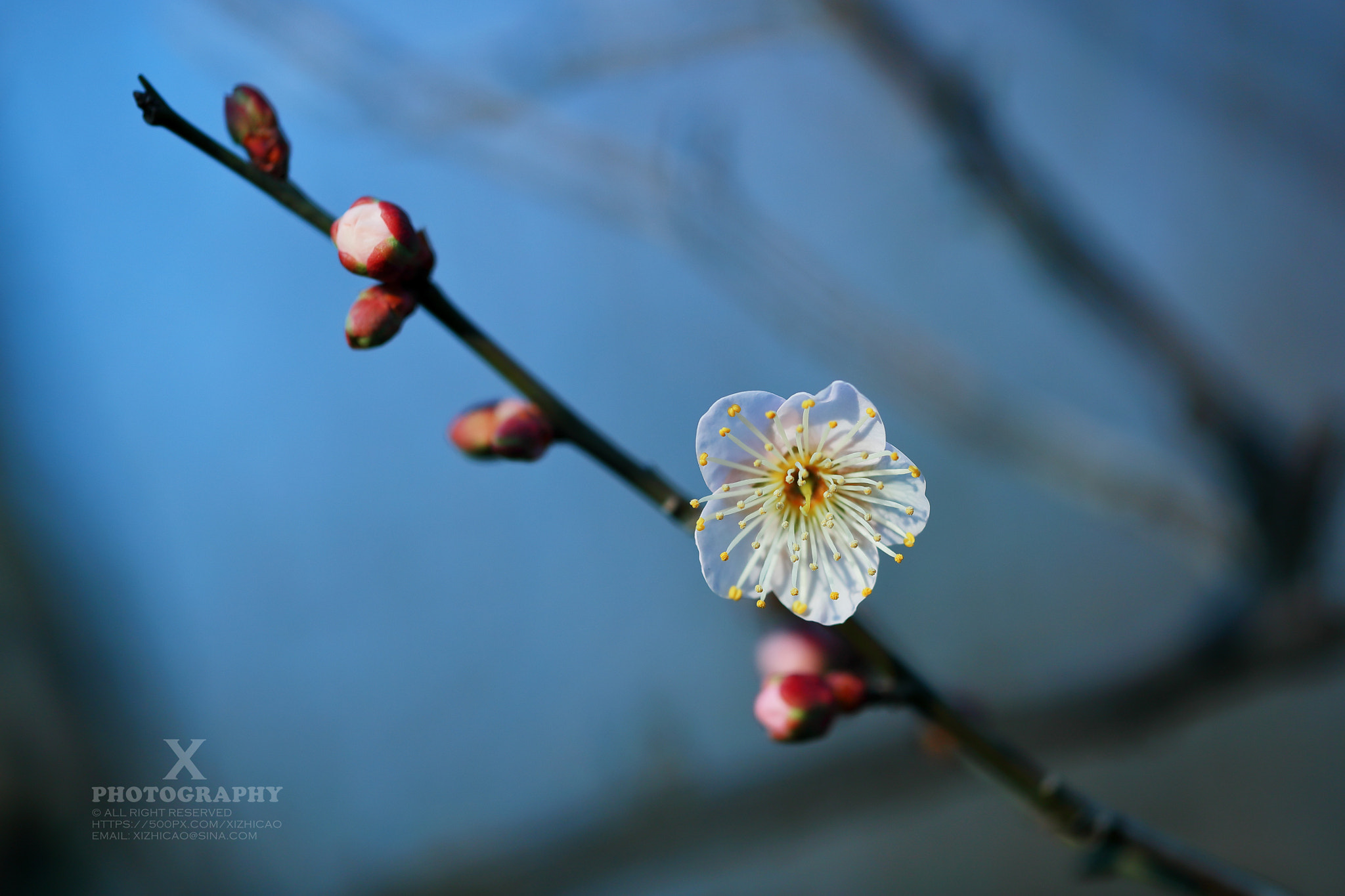 Canon EF 180mm F3.5L Macro USM sample photo. Wintersweet photography