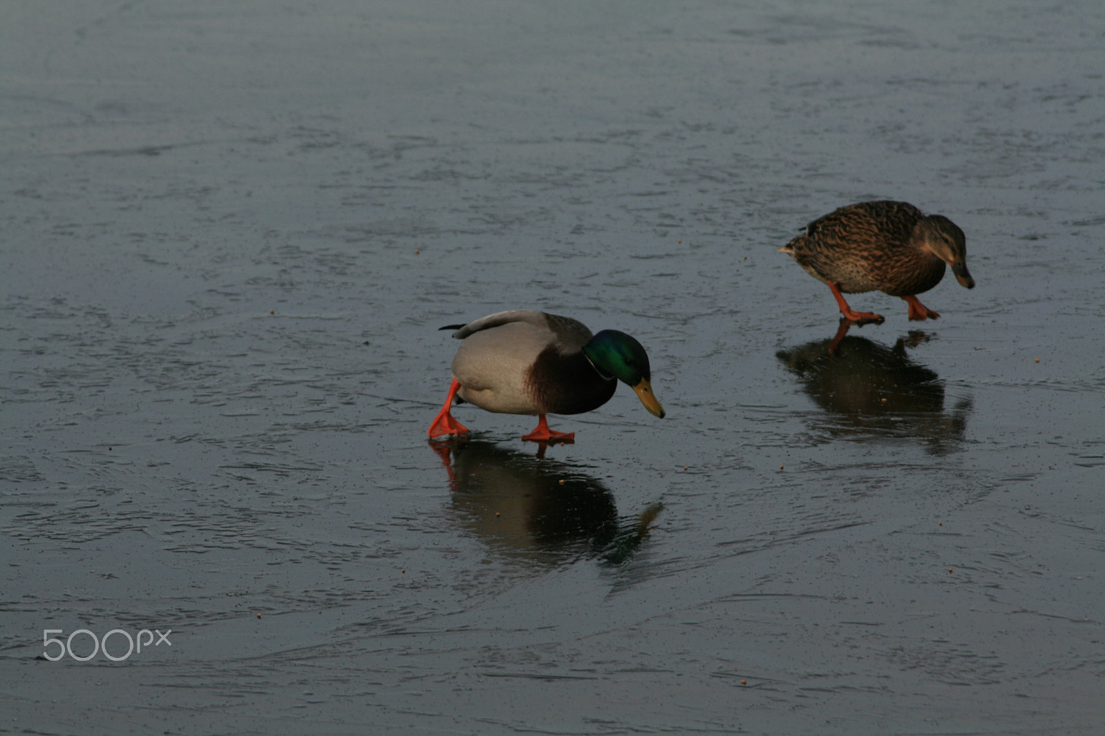 Canon EOS 400D (EOS Digital Rebel XTi / EOS Kiss Digital X) sample photo. I'm telling you the water was here ... photography