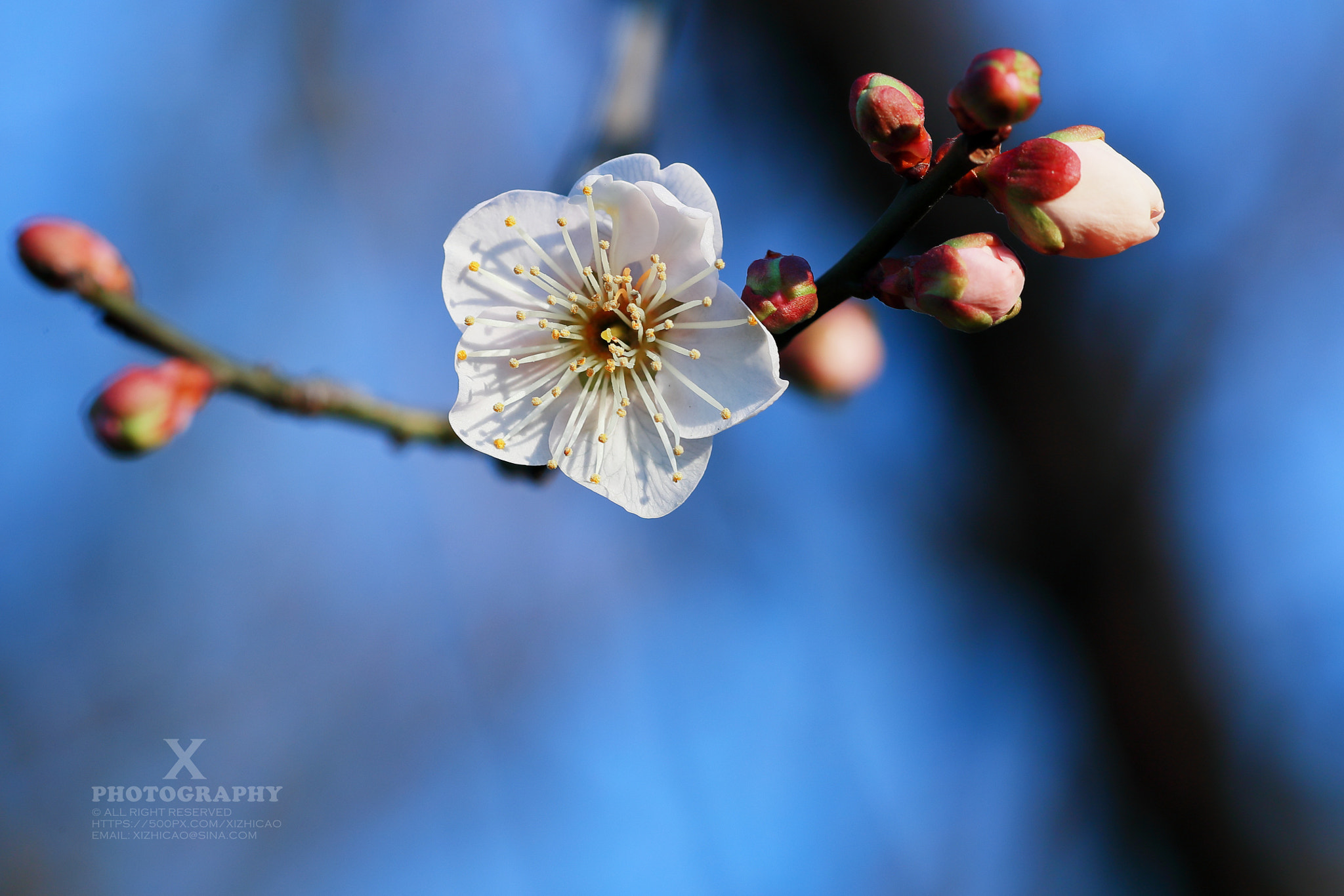 Canon EF 180mm F3.5L Macro USM sample photo. Wintersweet 梅花 photography