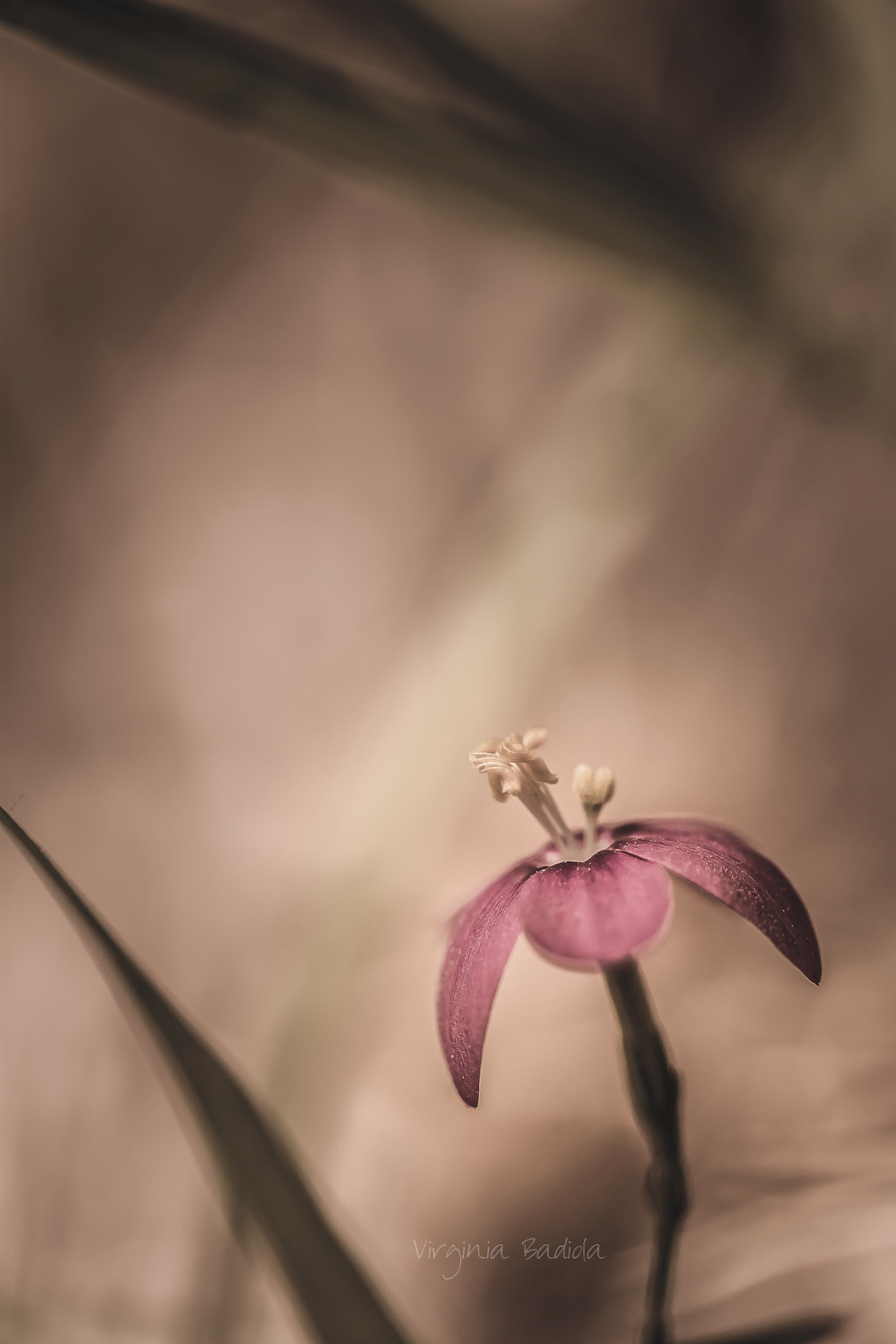 Canon EF-S 60mm F2.8 Macro USM sample photo. *** photography