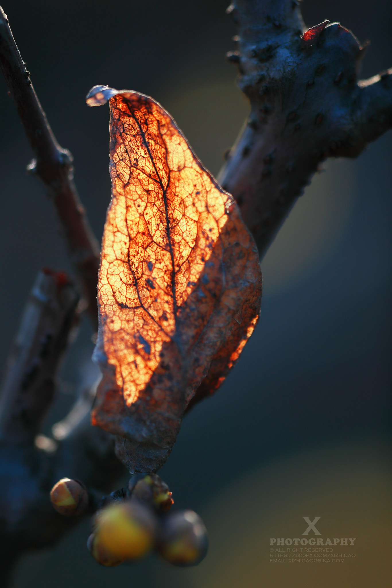 Canon EF 180mm F3.5L Macro USM sample photo. Dry leaf 枯叶 photography