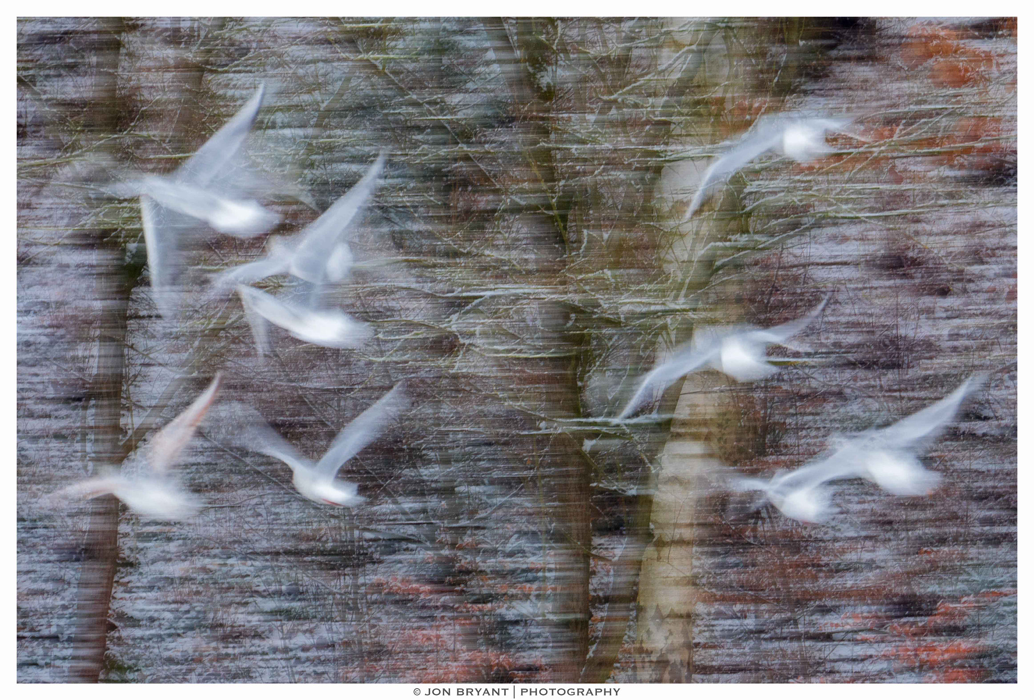Panasonic Lumix DMC-GH4 + LEICA DG 100-400/F4.0-6.3 sample photo. Flight of the snowstorm photography