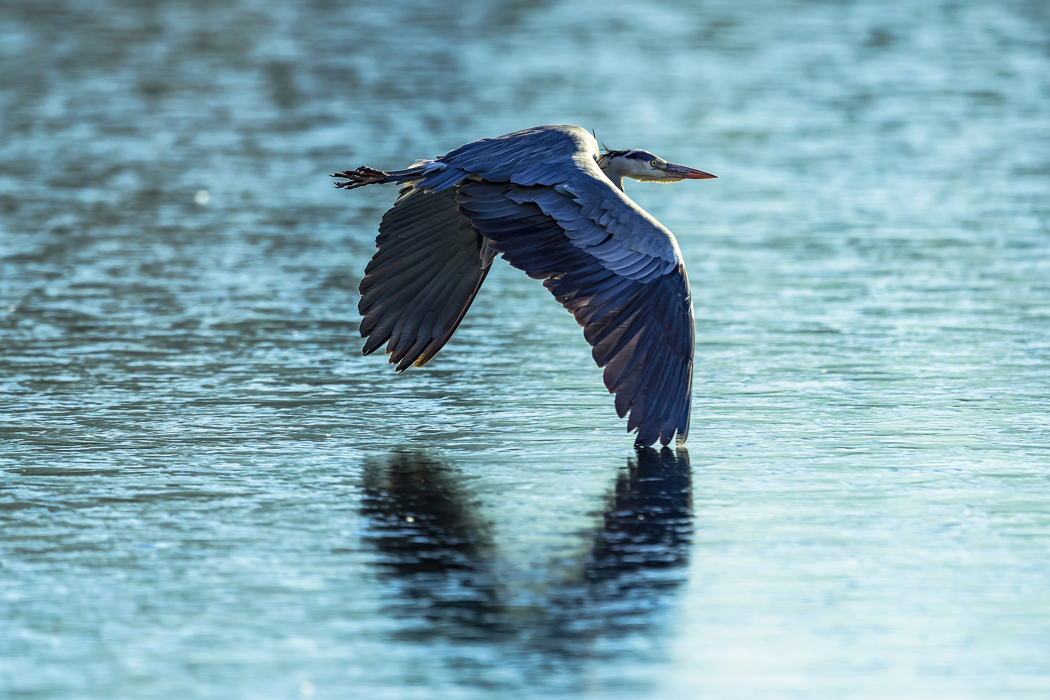 Canon EF 400mm F2.8L IS II USM sample photo. Heron coming in..... photography